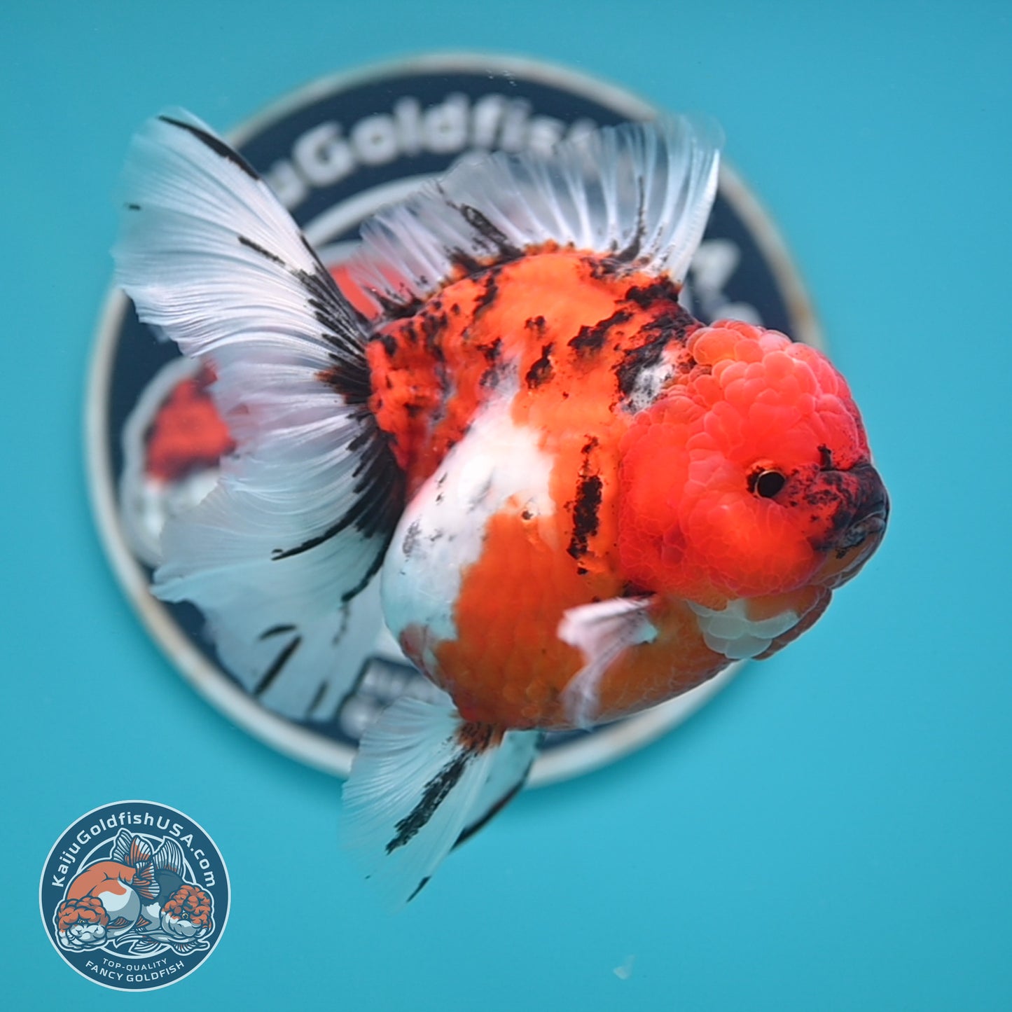 Tricolor Sakura Rose Tail Oranda 4 inches Body (250502_OR14)