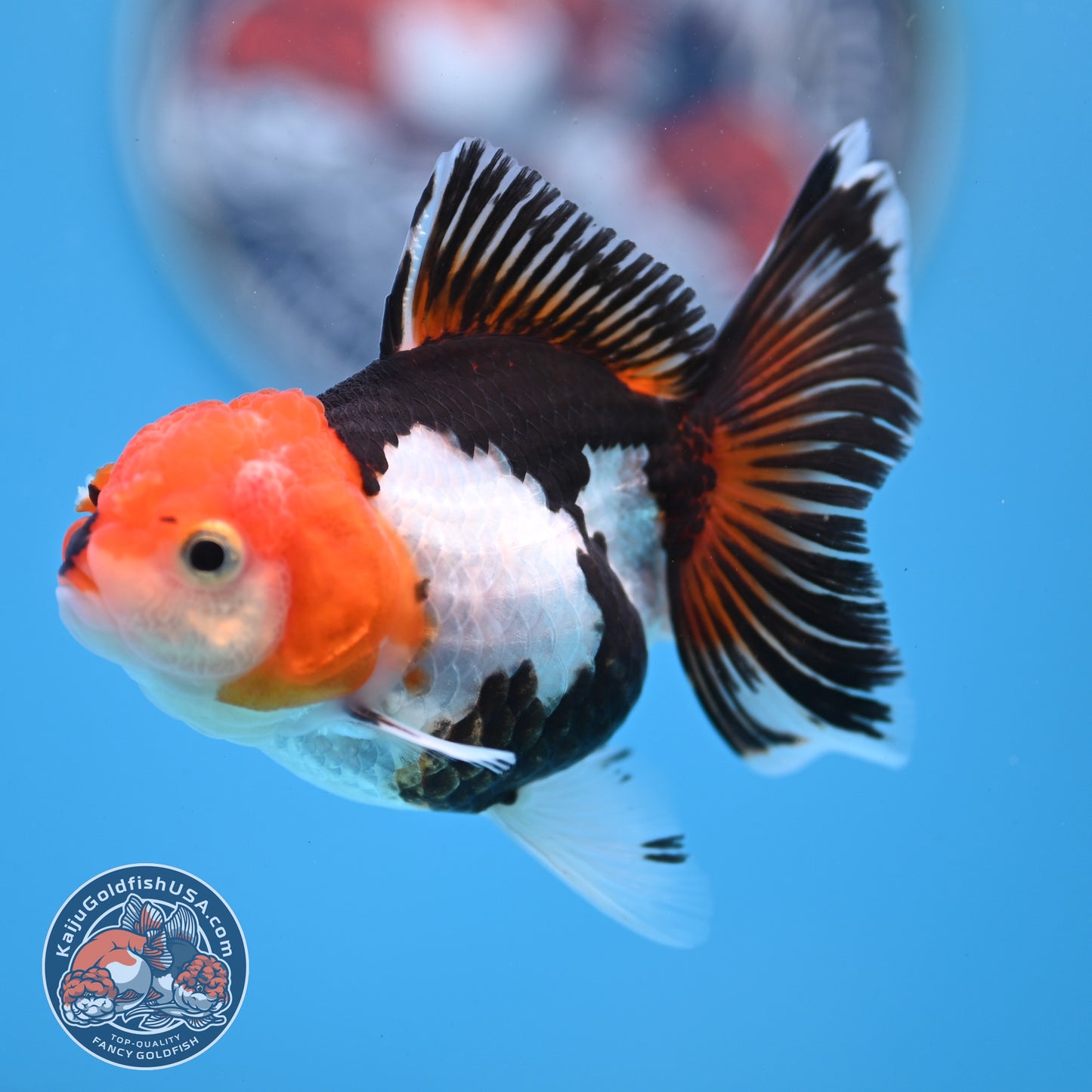 Tricolor Oranda 3 inches Body (250530_OR14)