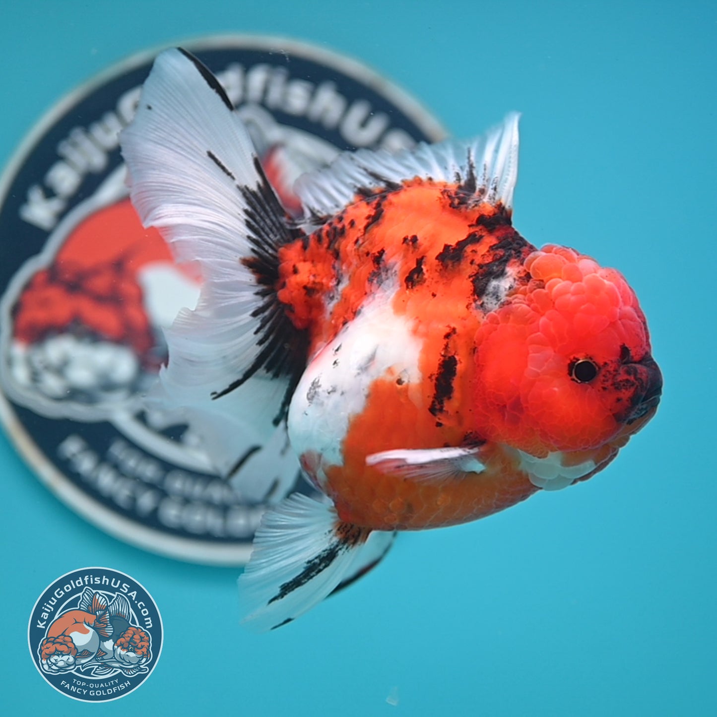 Tricolor Sakura Rose Tail Oranda 4 inches Body (250502_OR14)