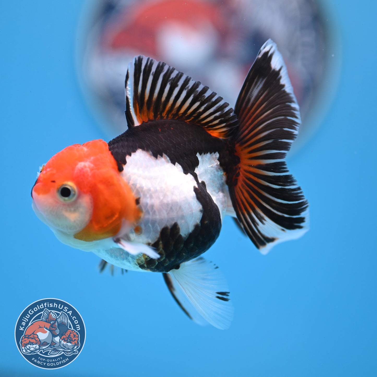 Tricolor Oranda 3 inches Body (250530_OR14)