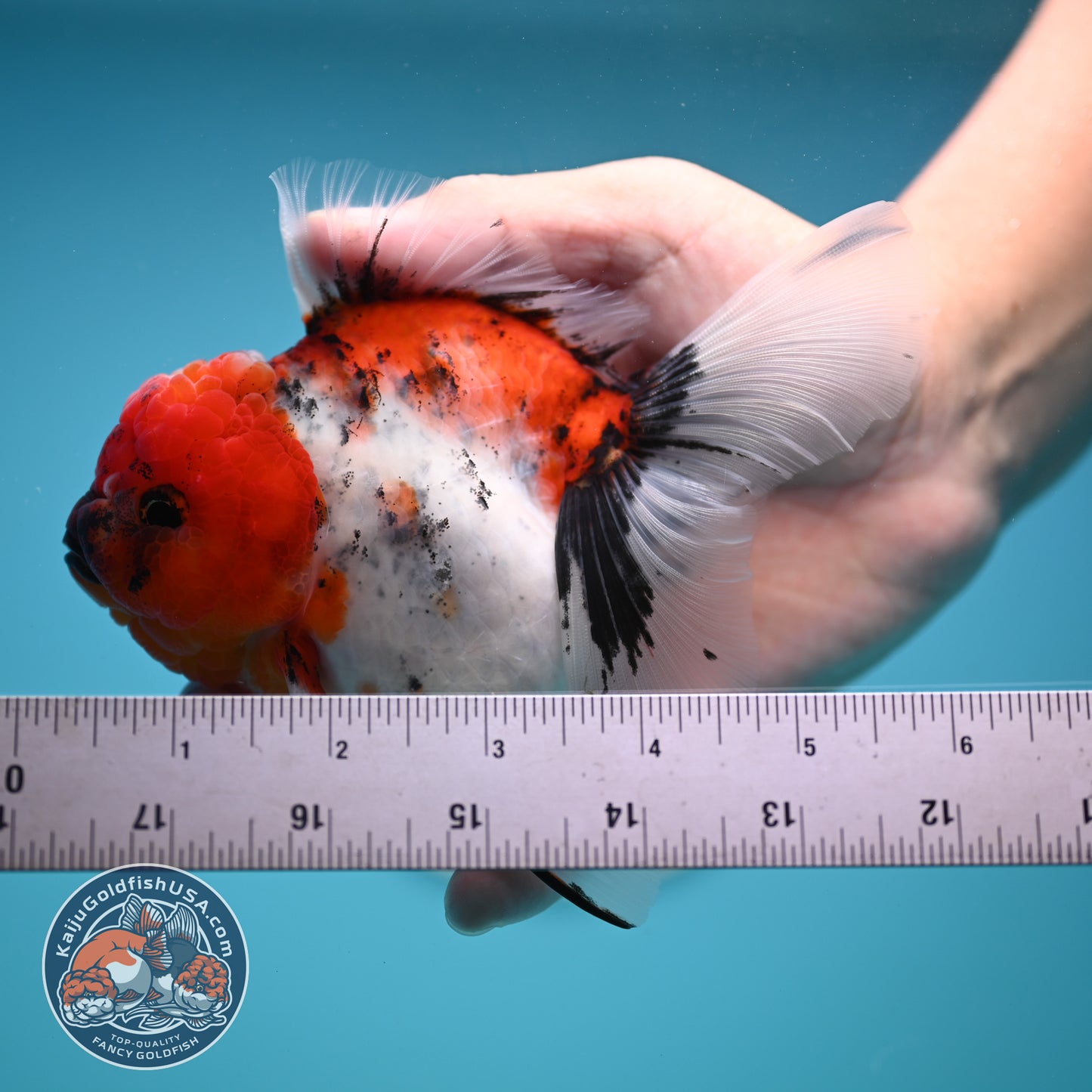 Tricolor Sakura Rose Tail Oranda 4 inches Body (250502_OR14)