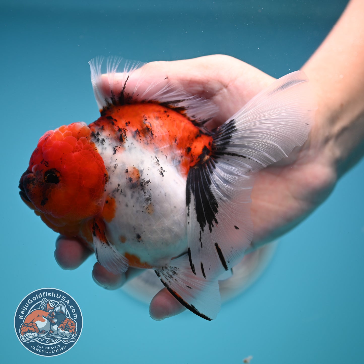 Tricolor Sakura Rose Tail Oranda 4 inches Body (250502_OR14)