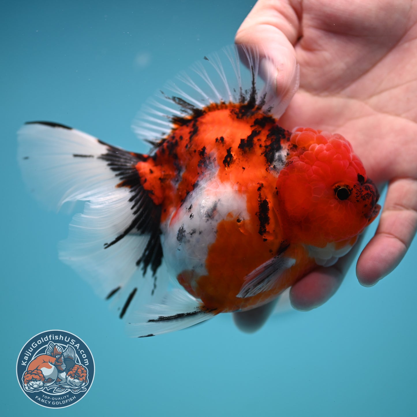 Tricolor Sakura Rose Tail Oranda 4 inches Body (250502_OR14)