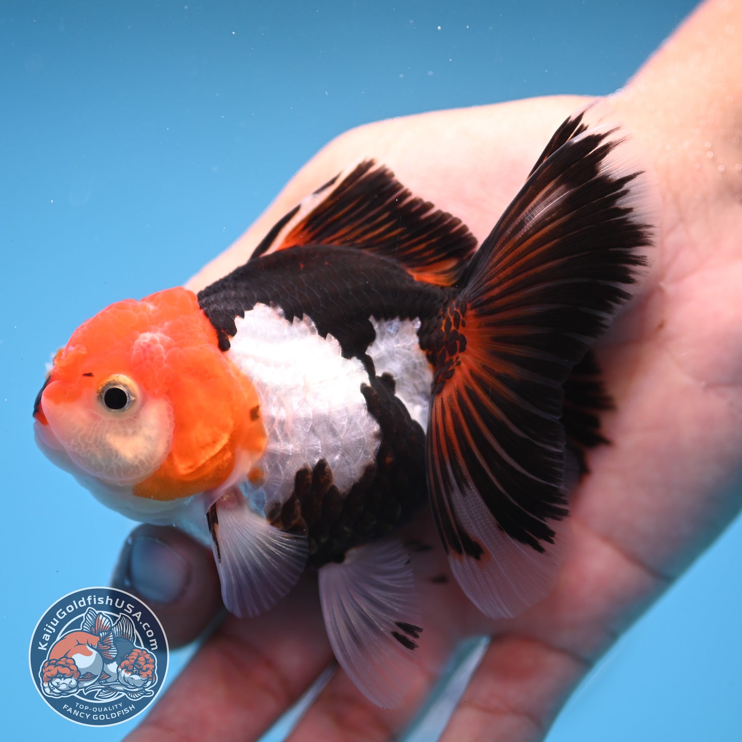 Tricolor Oranda 3 inches Body (250530_OR14)