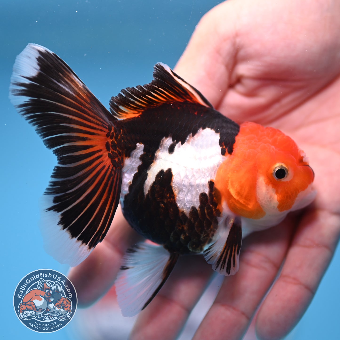 Tricolor Oranda 3 inches Body (250530_OR14)