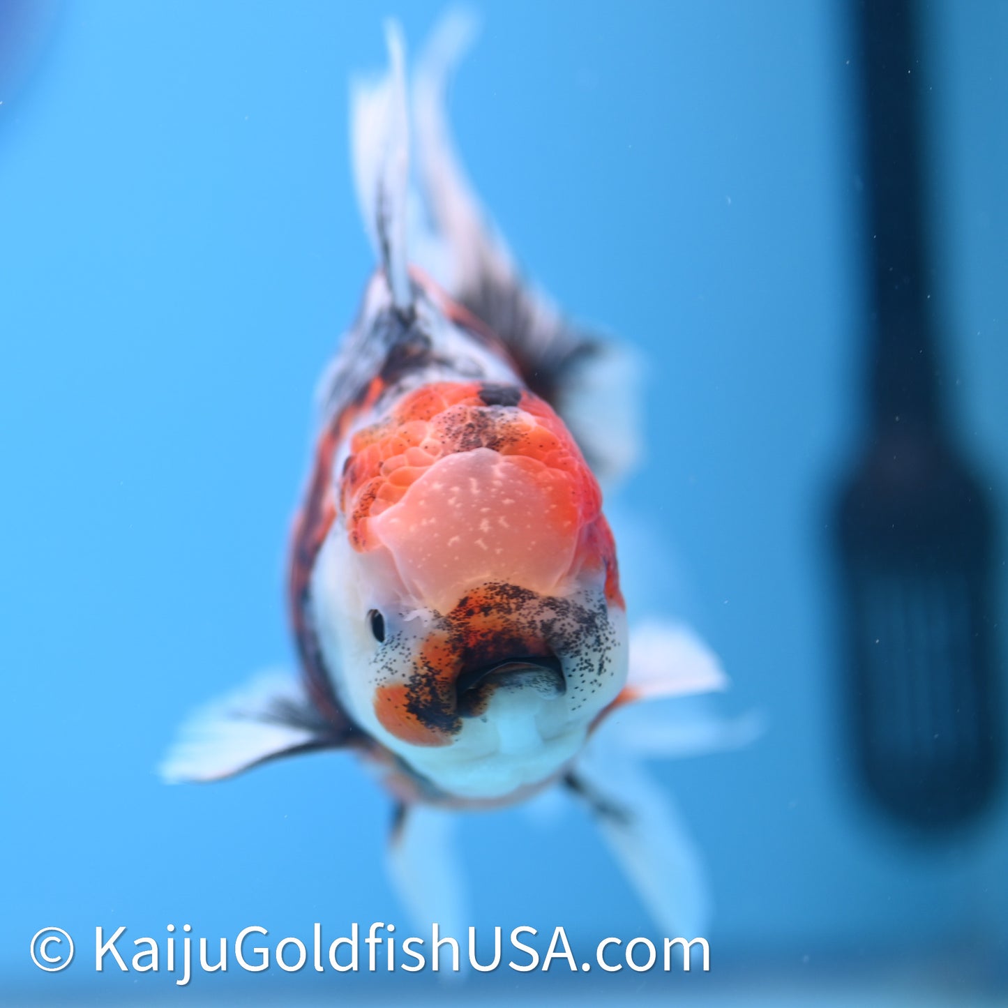 Tricolor Tiger Rose Tail Oranda 3.75in Body (240628_OR14) - Kaiju Goldfish USA