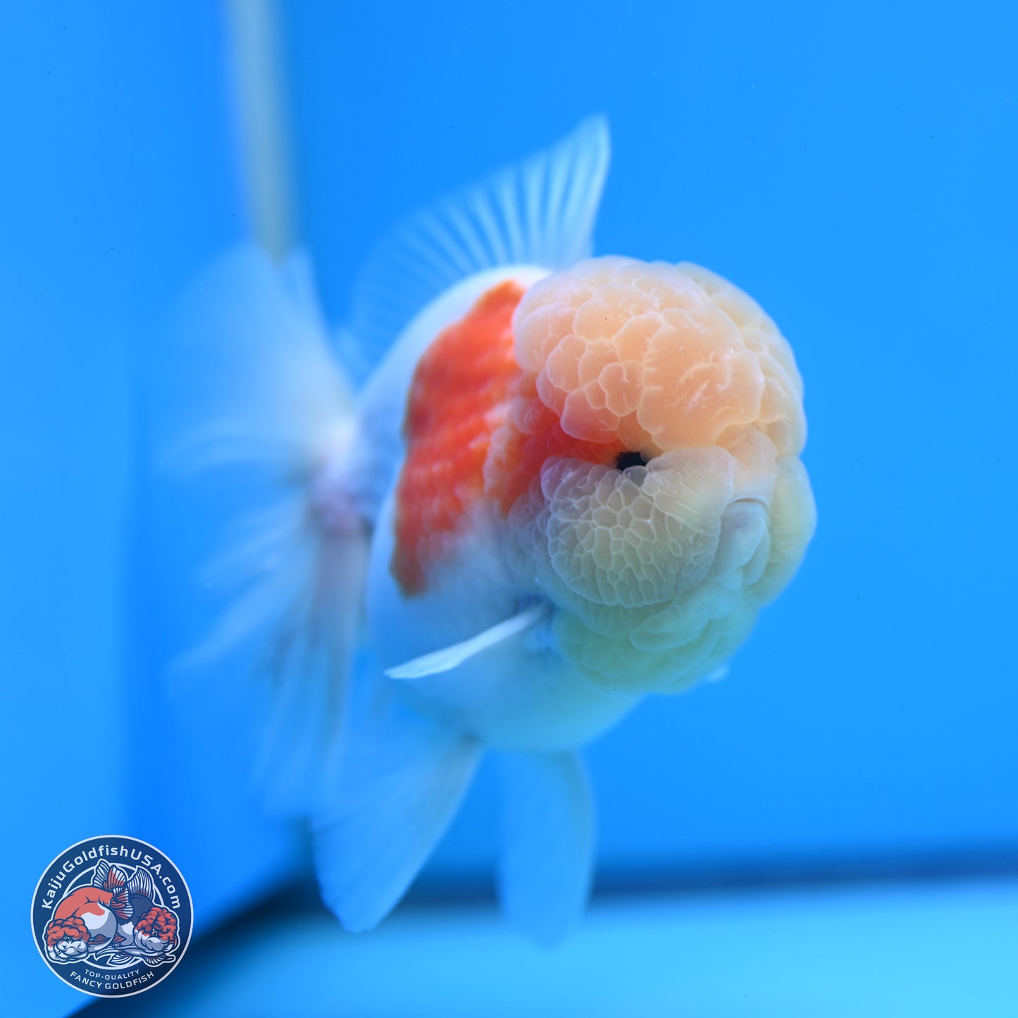 Sakura Rose Tail Oranda 3.25 inches Body - Male (250307_OR14)