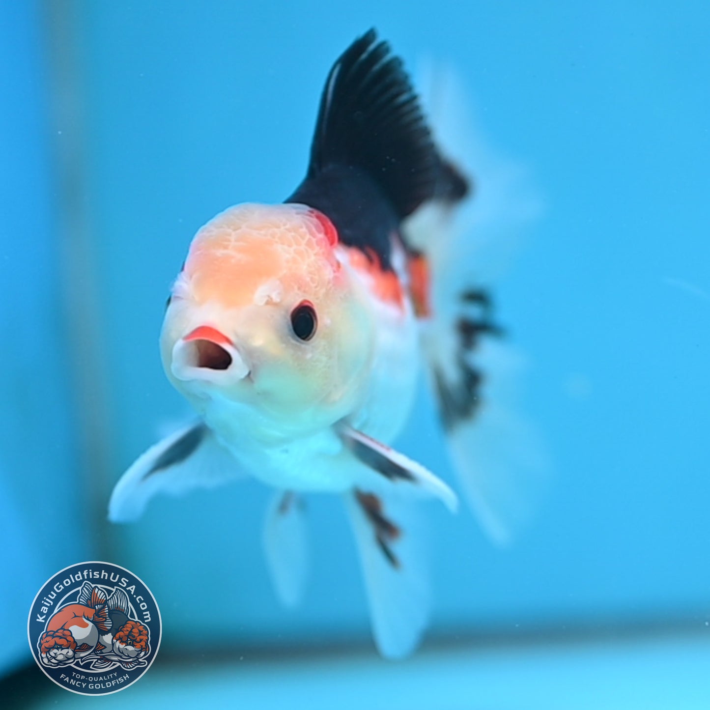 Tricolor Rosetail Oranda 3 inch Body (250926_OR14)
