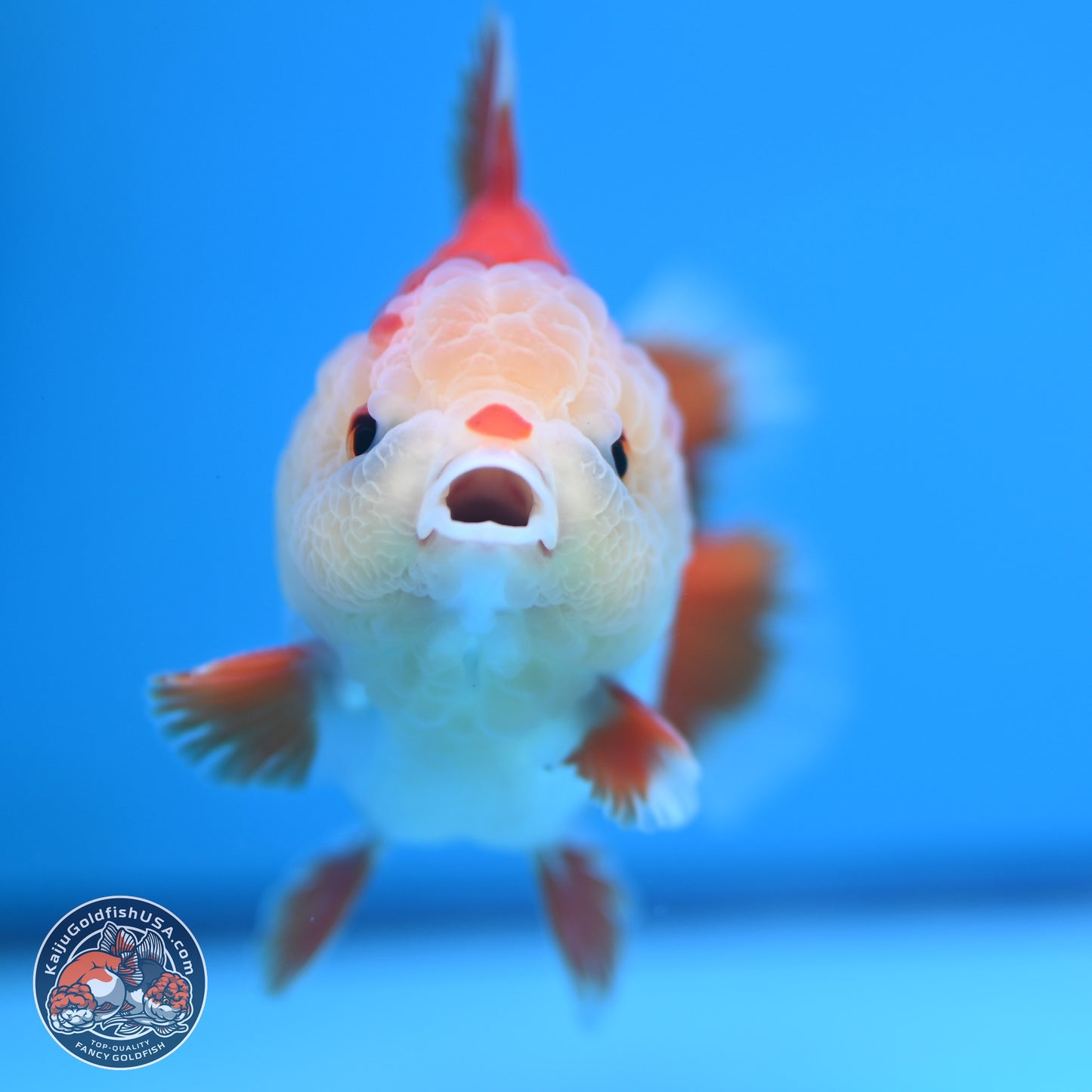 Red White YuanBao Oranda 4 inches (241018_OR14) - Kaiju Goldfish USA
