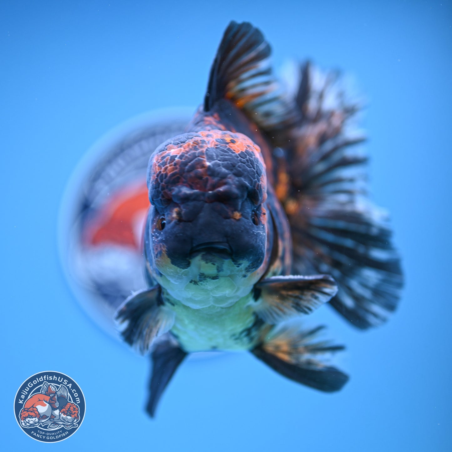 Super Jumbo Shogun Godzilla Tiger Broad Tail Oranda 7 inches - Male (241206_OR14) - Kaiju Goldfish USA
