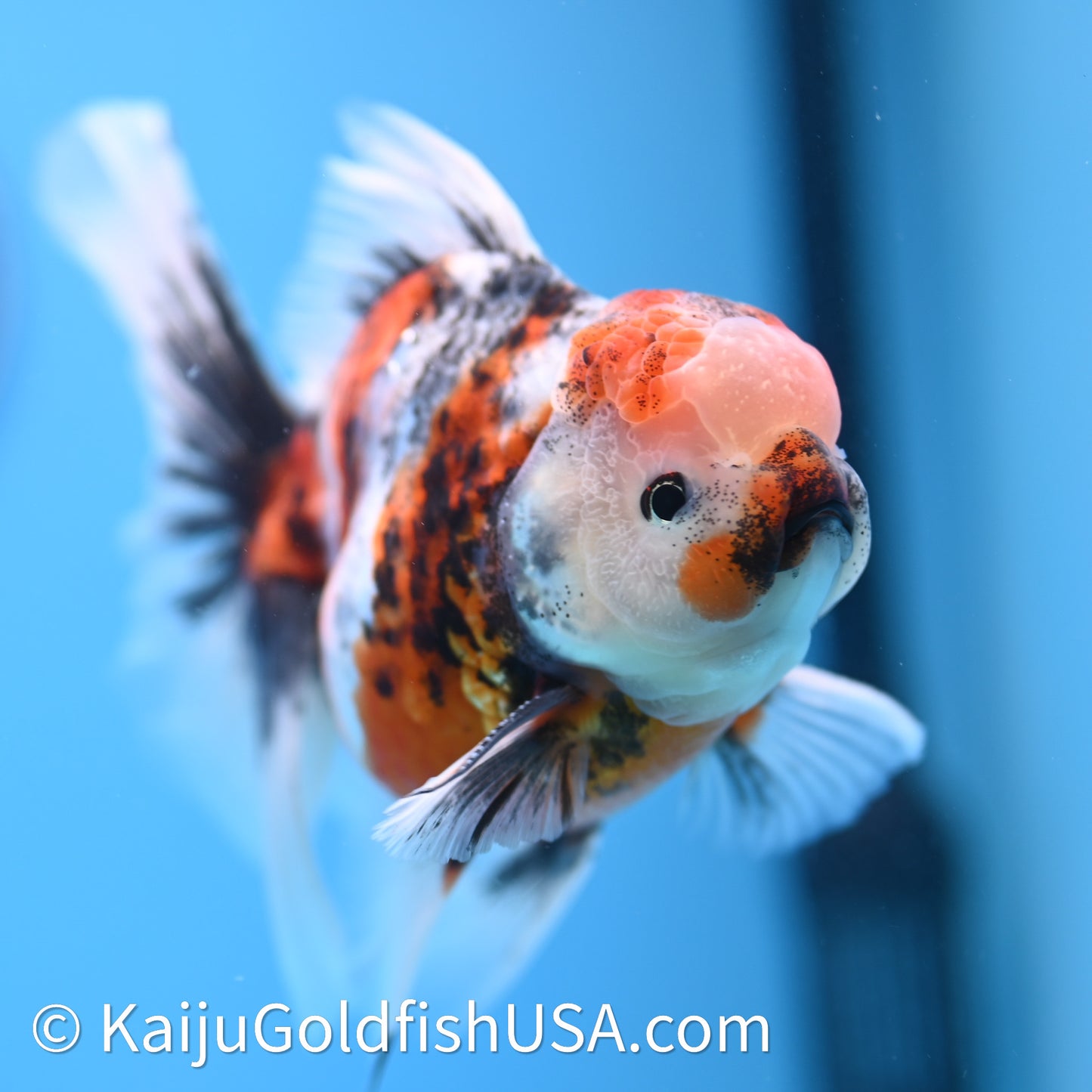 Tricolor Tiger Rose Tail Oranda 3.75in Body (240628_OR14) - Kaiju Goldfish USA