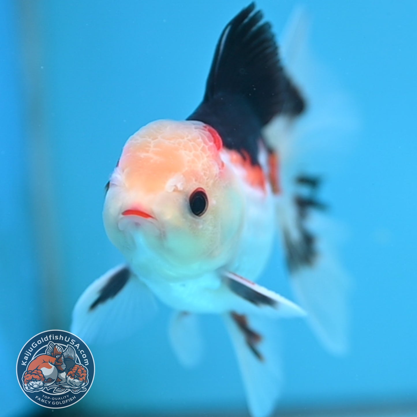 Tricolor Rosetail Oranda 3 inch Body (250926_OR14)