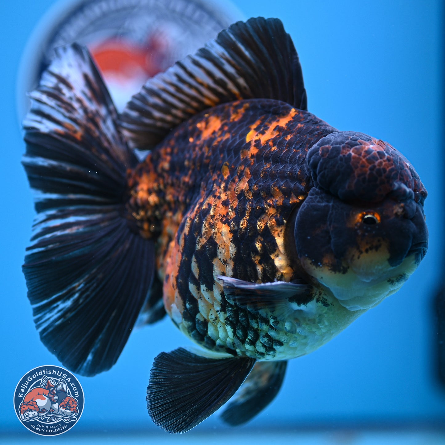 Super Jumbo Shogun Godzilla Tiger Broad Tail Oranda 7 inches - Male (241206_OR14) - Kaiju Goldfish USA