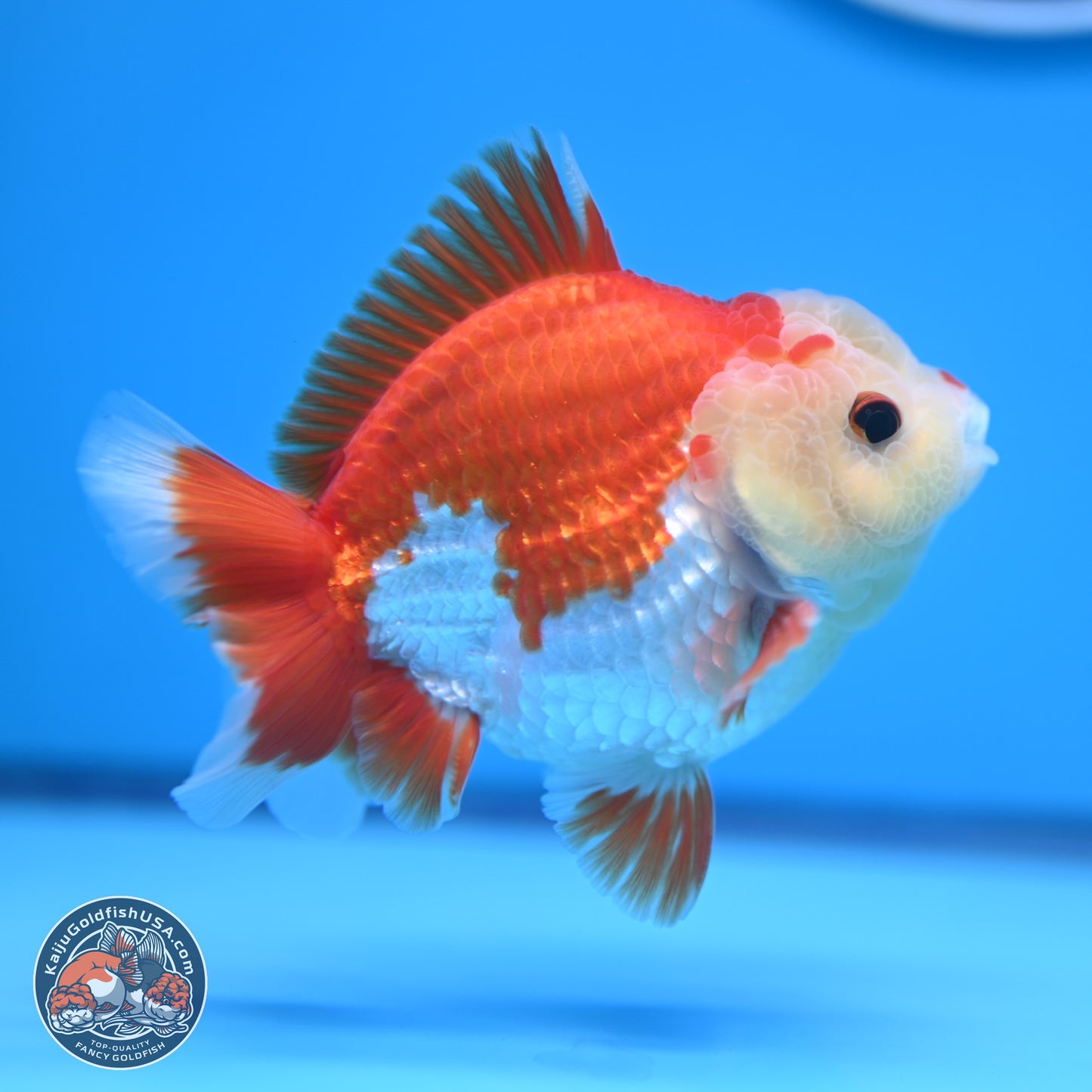 Red White YuanBao Oranda 4 inches (241018_OR14) - Kaiju Goldfish USA