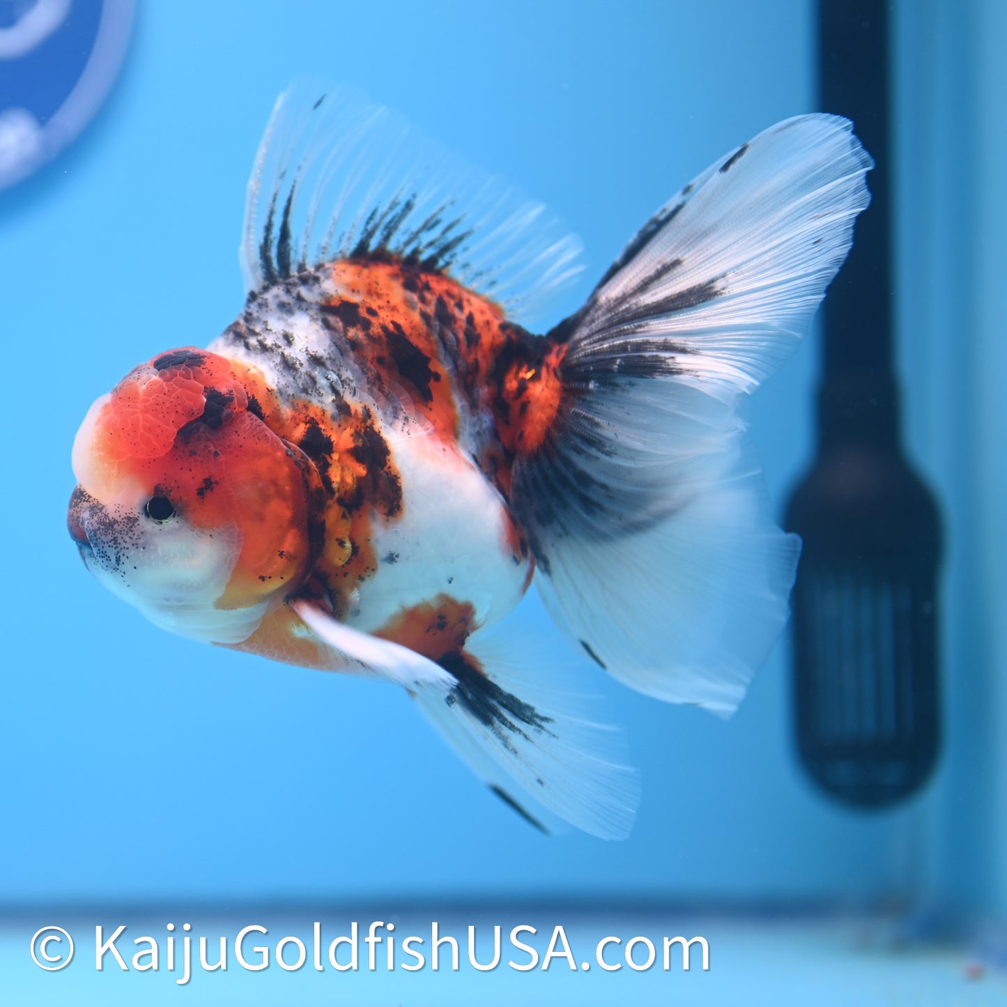 Tricolor Tiger Rose Tail Oranda 3.75in Body (240628_OR14) - Kaiju Goldfish USA