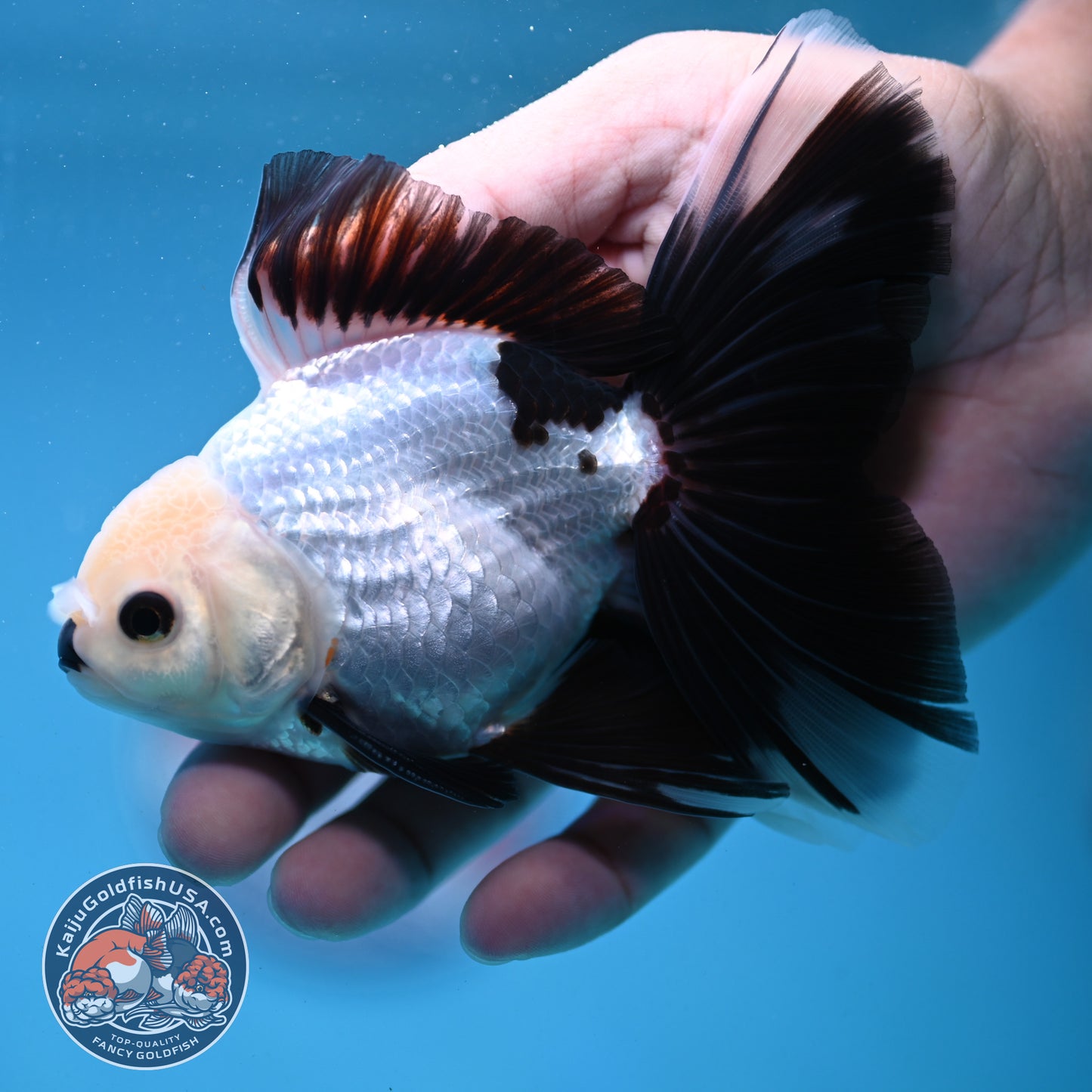 Panda Butterfly Tail Oranda 3.5 inch Body (250919_OR14)