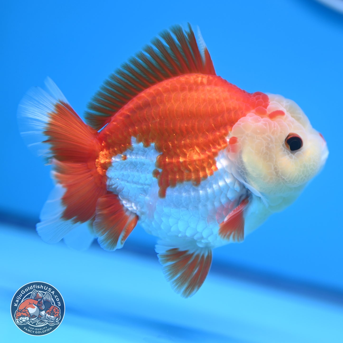 Red White YuanBao Oranda 4 inches (241018_OR14) - Kaiju Goldfish USA