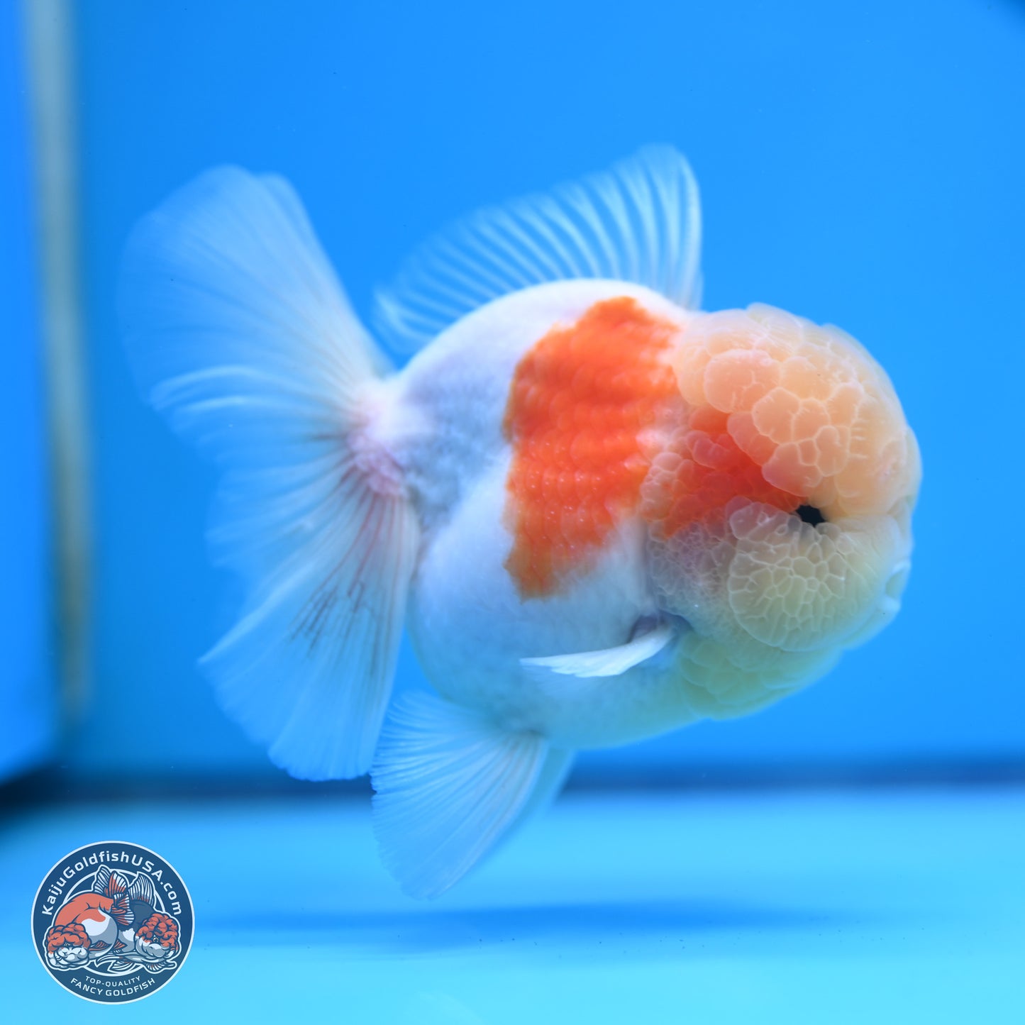 Sakura Rose Tail Oranda 3.25 inches Body - Male (250307_OR14)