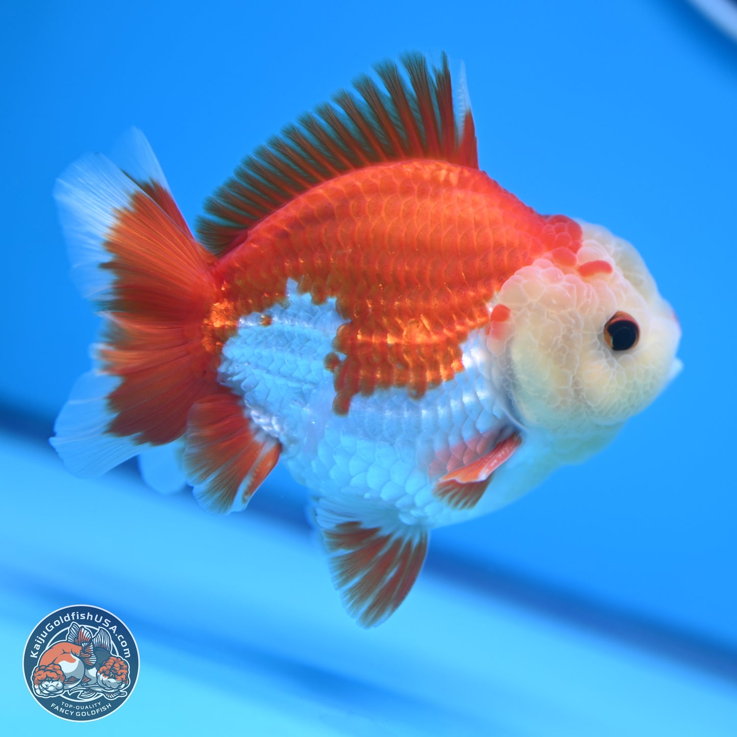 Red White YuanBao Oranda 4 inches (241018_OR14) - Kaiju Goldfish USA