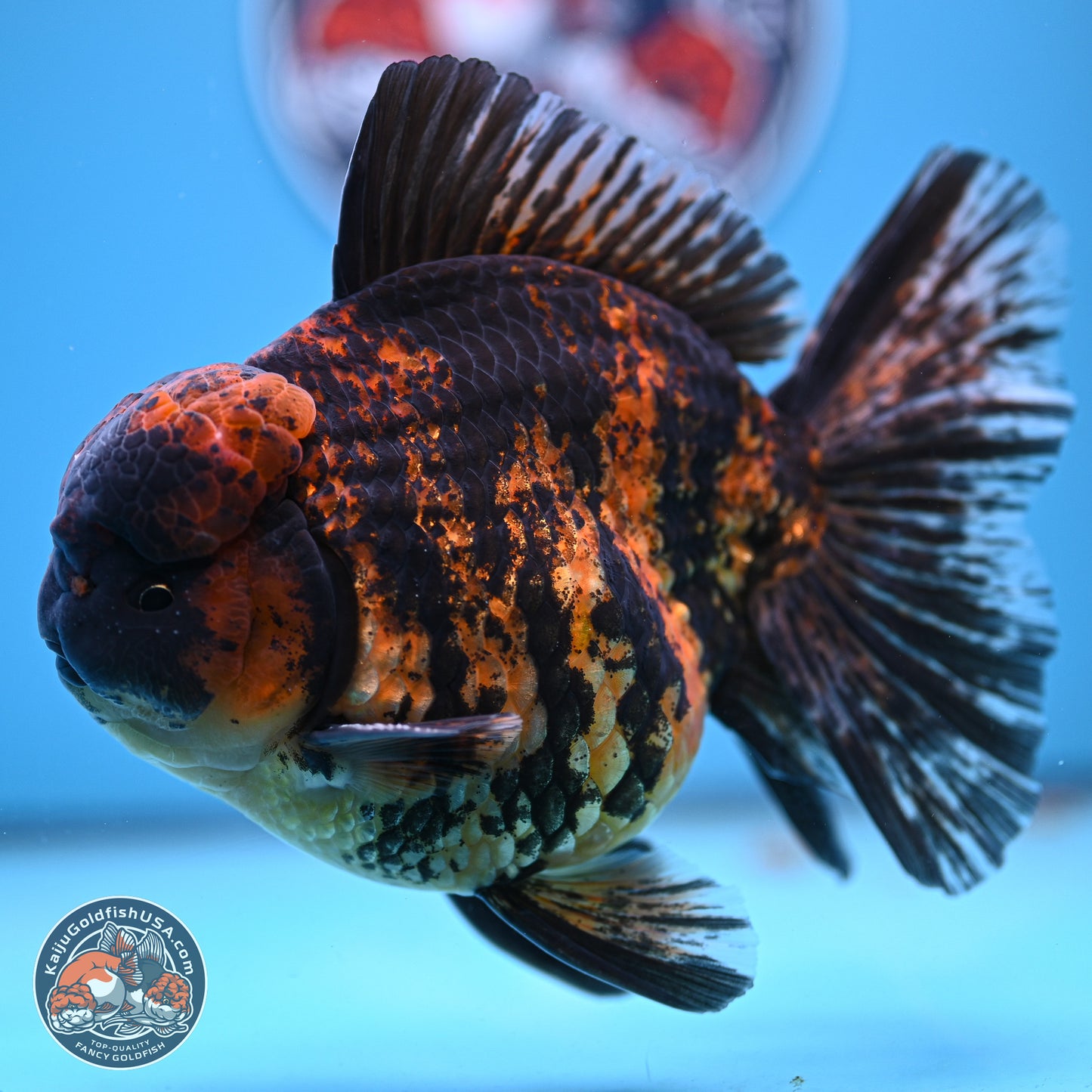 Super Jumbo Shogun Godzilla Tiger Broad Tail Oranda 7 inches - Male (241206_OR14) - Kaiju Goldfish USA