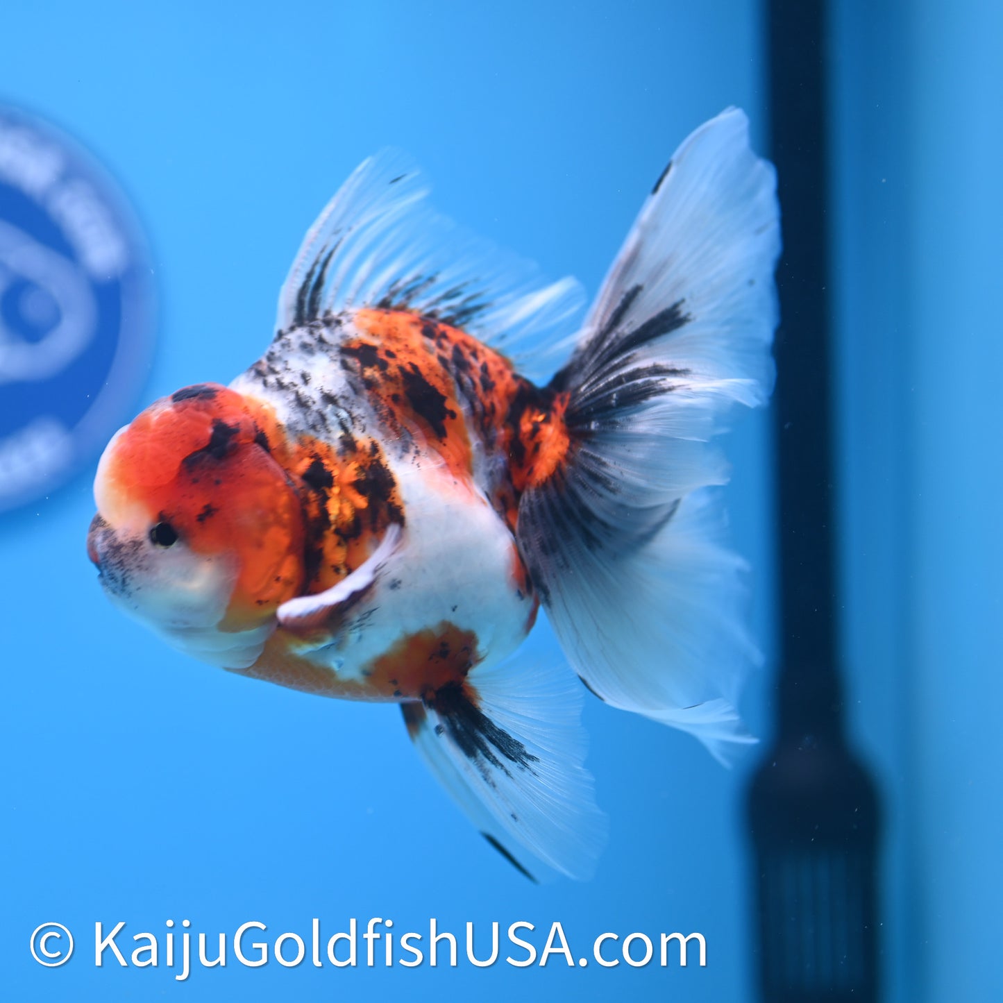Tricolor Tiger Rose Tail Oranda 3.75in Body (240628_OR14) - Kaiju Goldfish USA