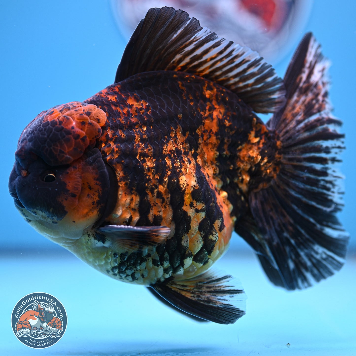Super Jumbo Shogun Godzilla Tiger Broad Tail Oranda 7 inches - Male (241206_OR14) - Kaiju Goldfish USA