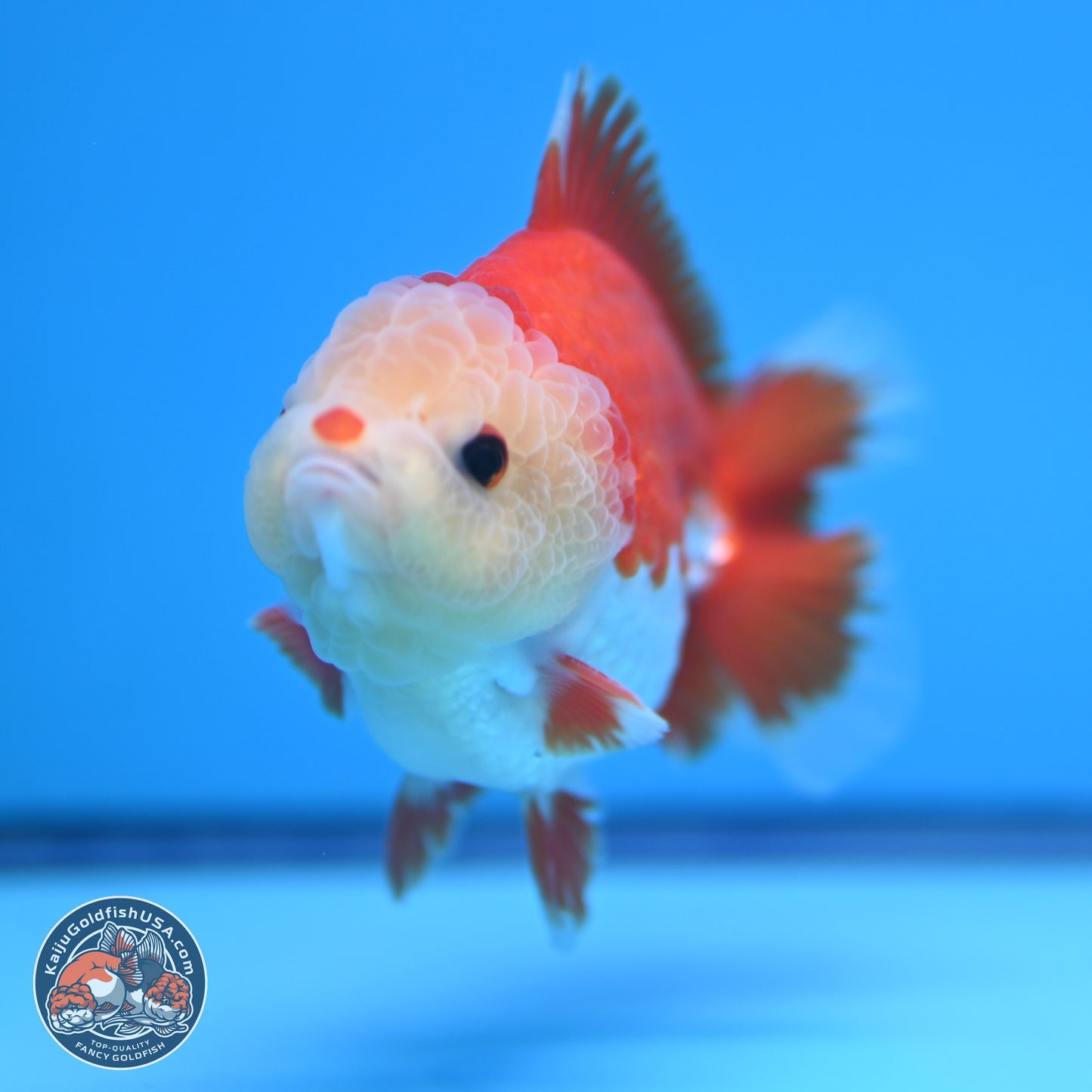 Red White YuanBao Oranda 4 inches (241018_OR14) - Kaiju Goldfish USA