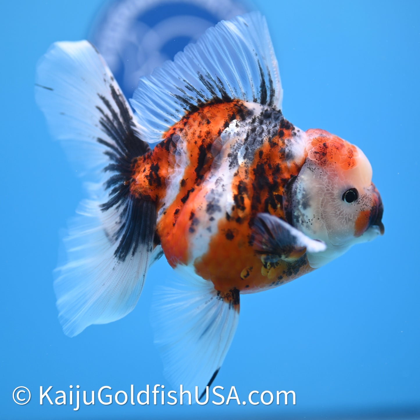 Tricolor Tiger Rose Tail Oranda 3.75in Body (240628_OR14) - Kaiju Goldfish USA