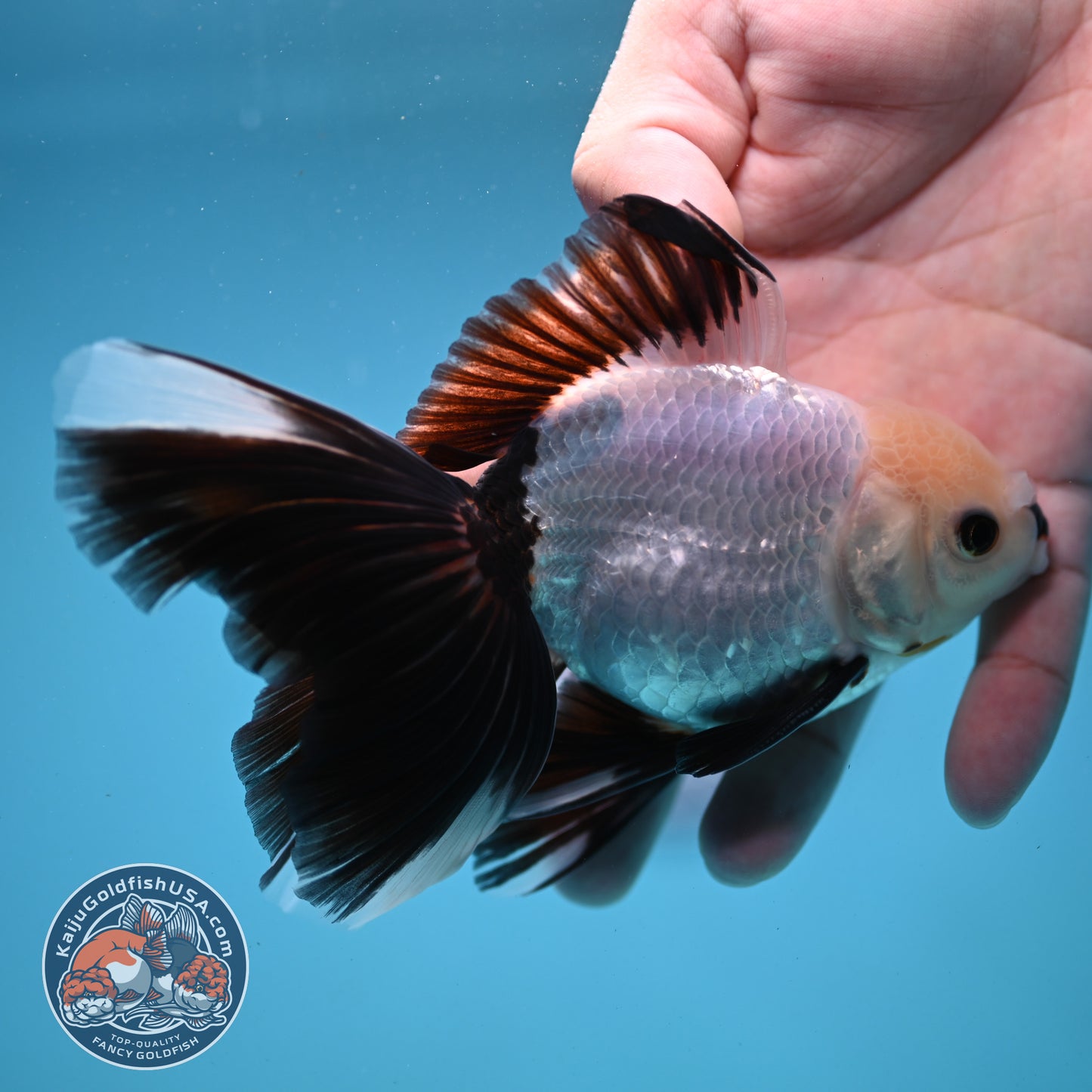 Panda Butterfly Tail Oranda 3.5 inch Body (250919_OR14)