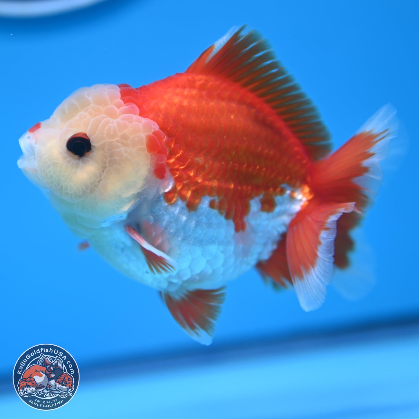 Red White YuanBao Oranda 4 inches (241018_OR14) - Kaiju Goldfish USA