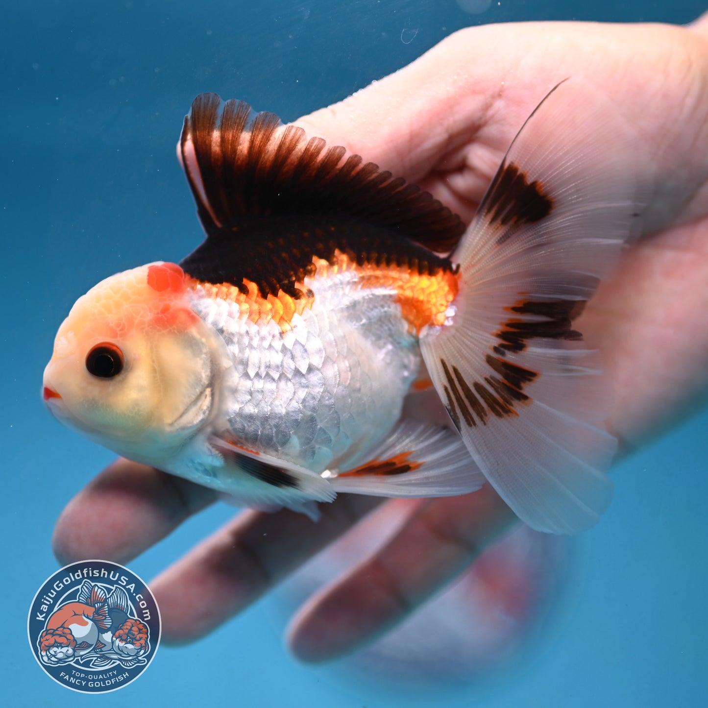 Tricolor Rosetail Oranda 3 inch Body (250926_OR14)