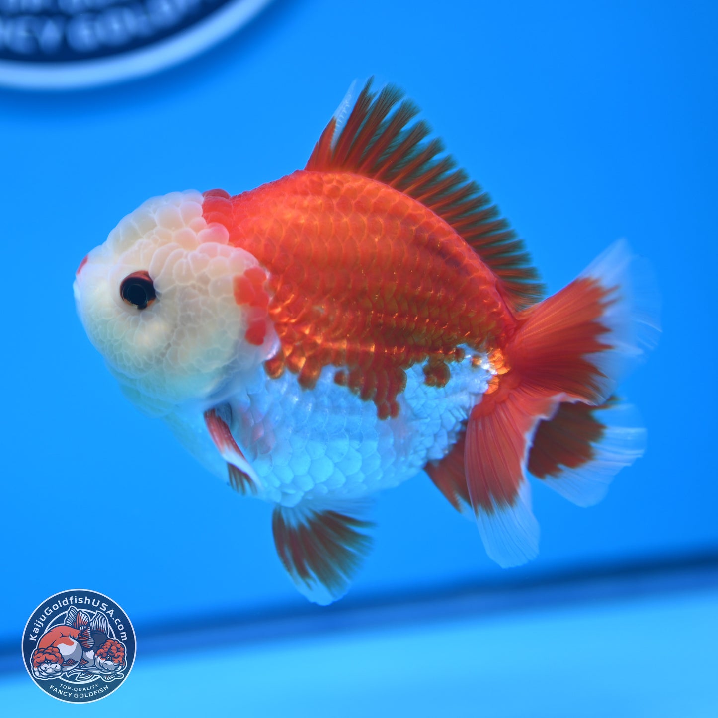 Red White YuanBao Oranda 4 inches (241018_OR14) - Kaiju Goldfish USA
