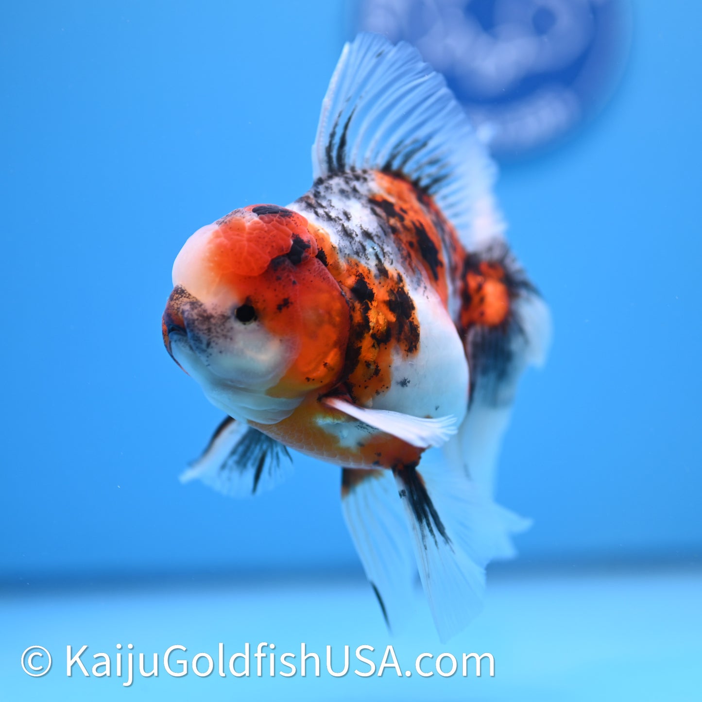 Tricolor Tiger Rose Tail Oranda 3.75in Body (240628_OR14) - Kaiju Goldfish USA