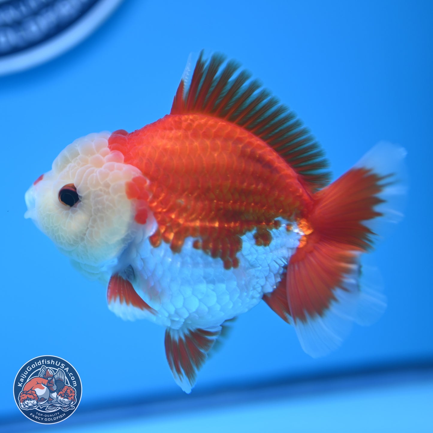 Red White YuanBao Oranda 4 inches (241018_OR14) - Kaiju Goldfish USA