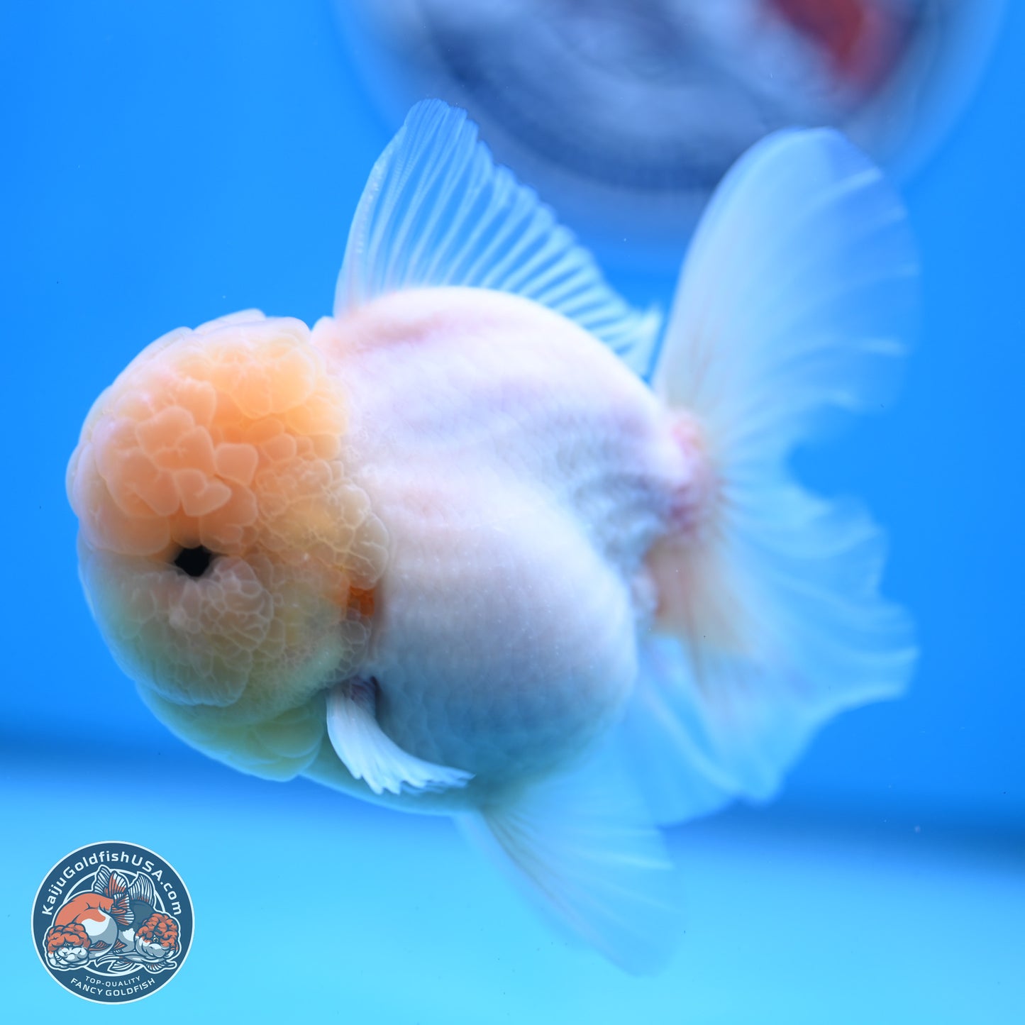 Sakura Rose Tail Oranda 3.25 inches Body - Male (250307_OR14)