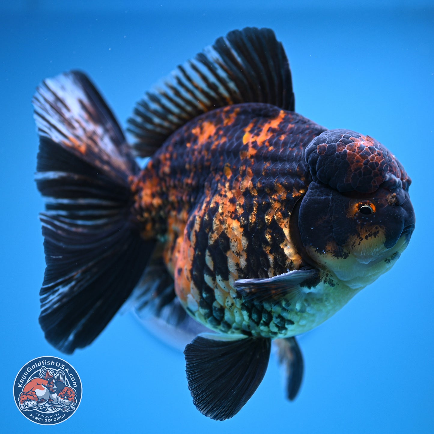 Super Jumbo Shogun Godzilla Tiger Broad Tail Oranda 7 inches - Male (241206_OR14) - Kaiju Goldfish USA