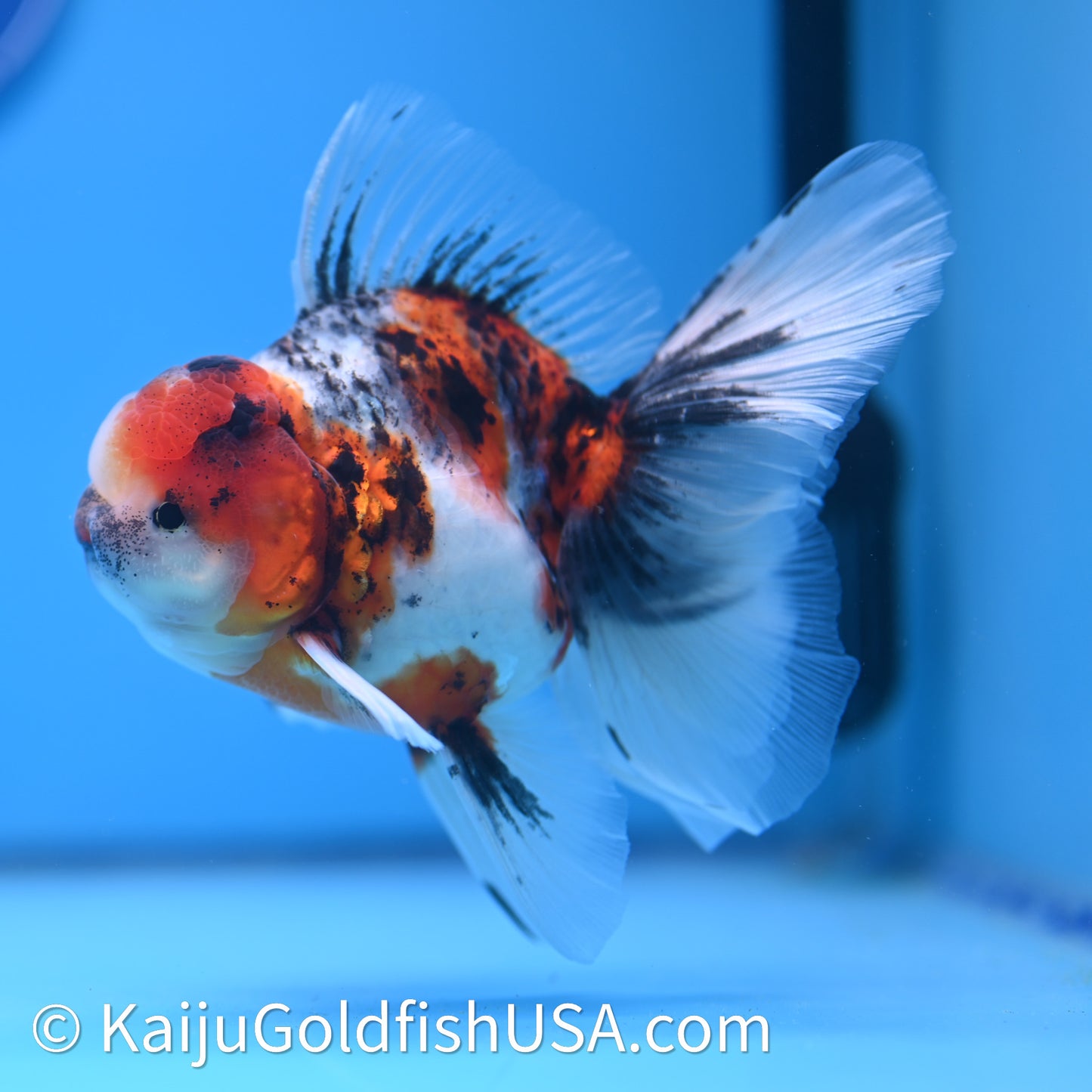 Tricolor Tiger Rose Tail Oranda 3.75in Body (240628_OR14) - Kaiju Goldfish USA