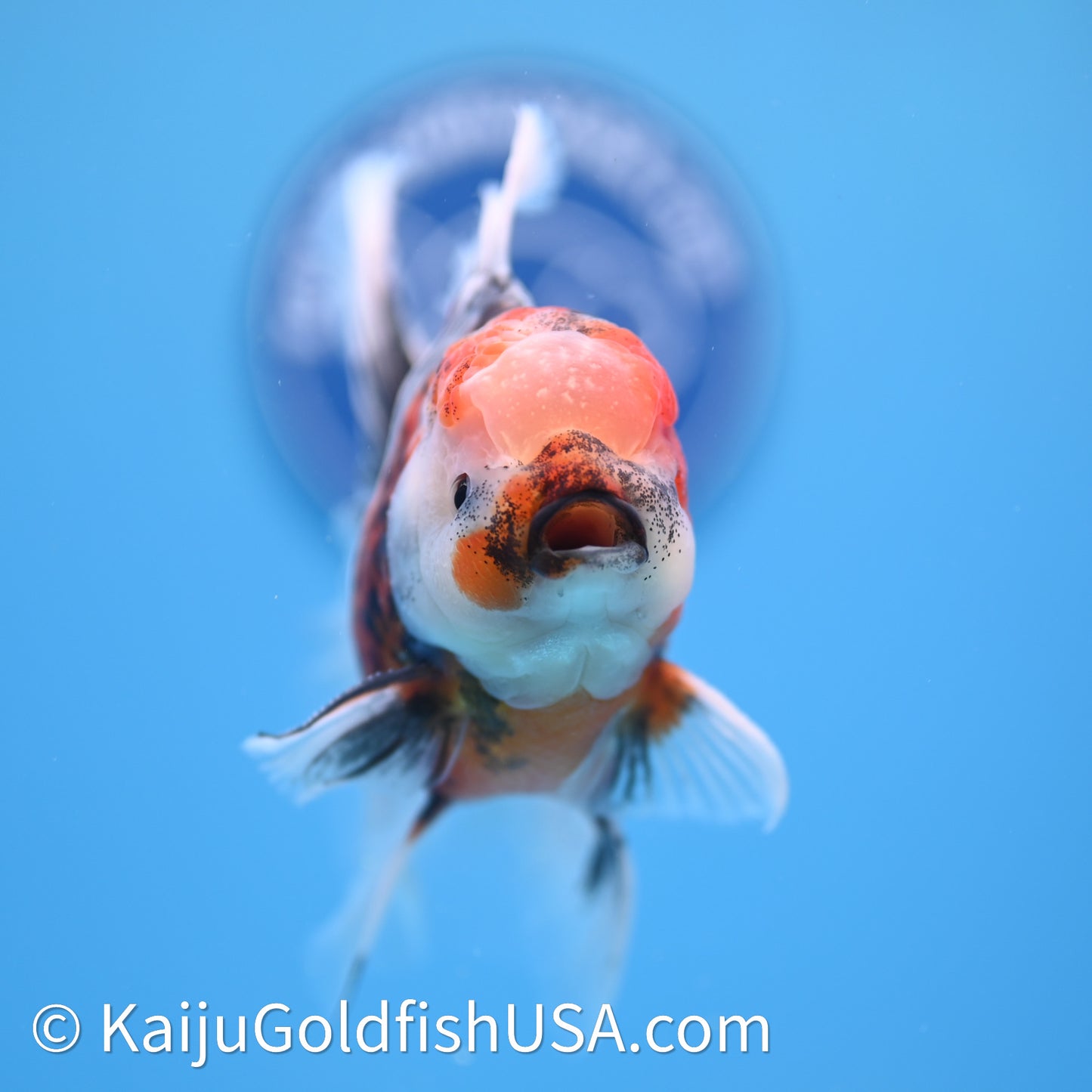 Tricolor Tiger Rose Tail Oranda 3.75in Body (240628_OR14) - Kaiju Goldfish USA
