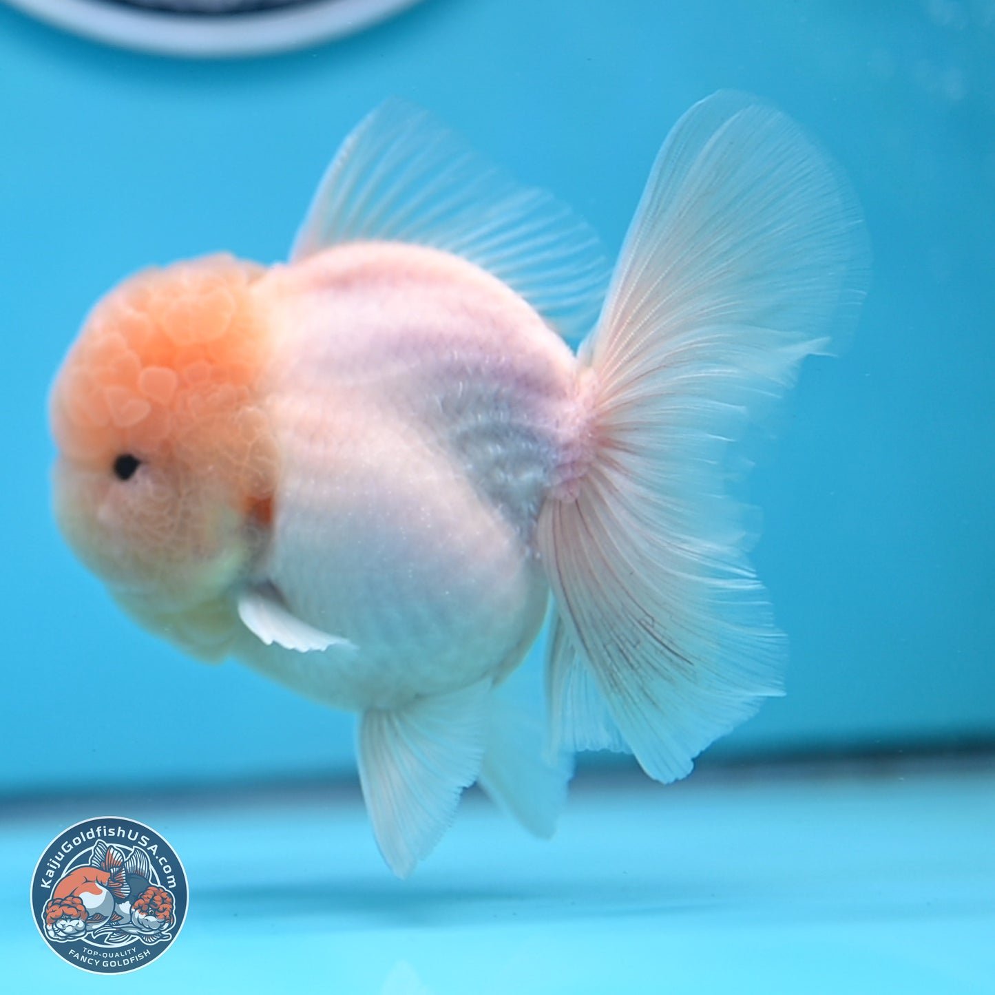 Sakura Rose Tail Oranda 3.25 inches Body - Male (250307_OR14)