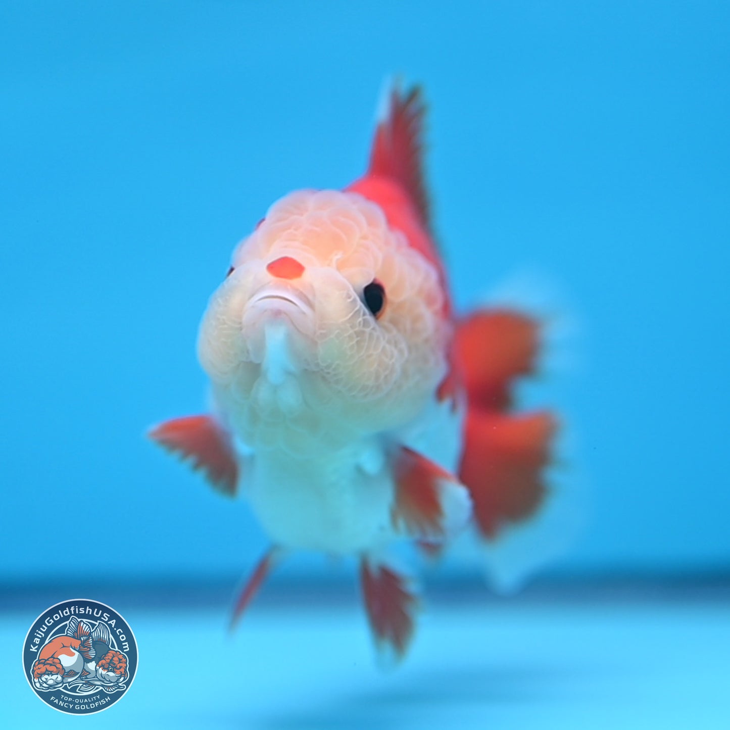 Red White YuanBao Oranda 4 inches (241018_OR14) - Kaiju Goldfish USA