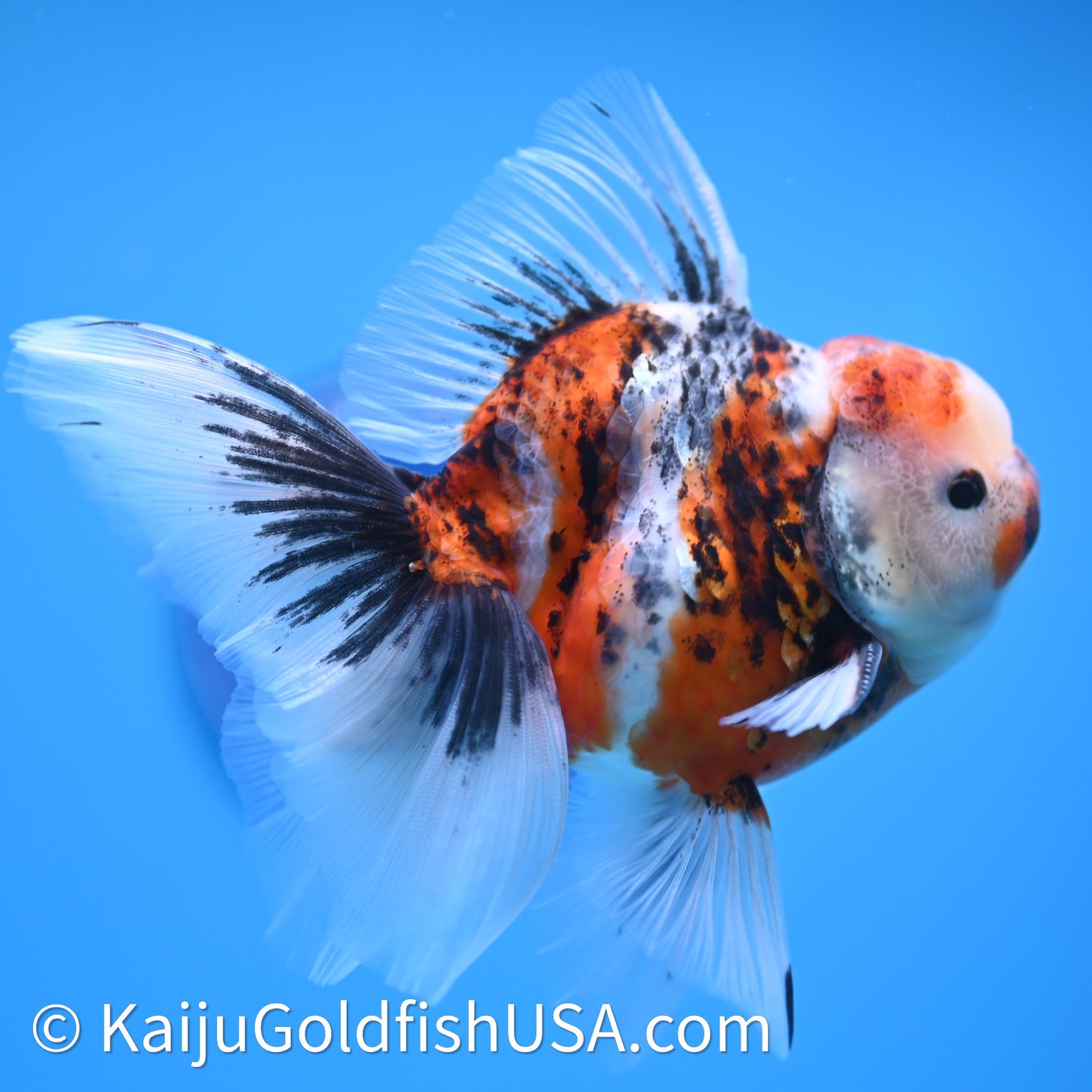 Tricolor Tiger Rose Tail Oranda 3.75in Body (240628_OR14) - Kaiju Goldfish USA