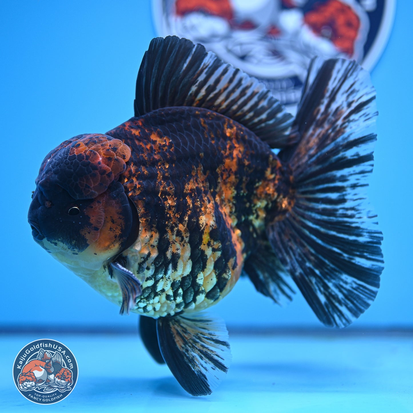 Super Jumbo Shogun Godzilla Tiger Broad Tail Oranda 7 inches - Male (241206_OR14) - Kaiju Goldfish USA