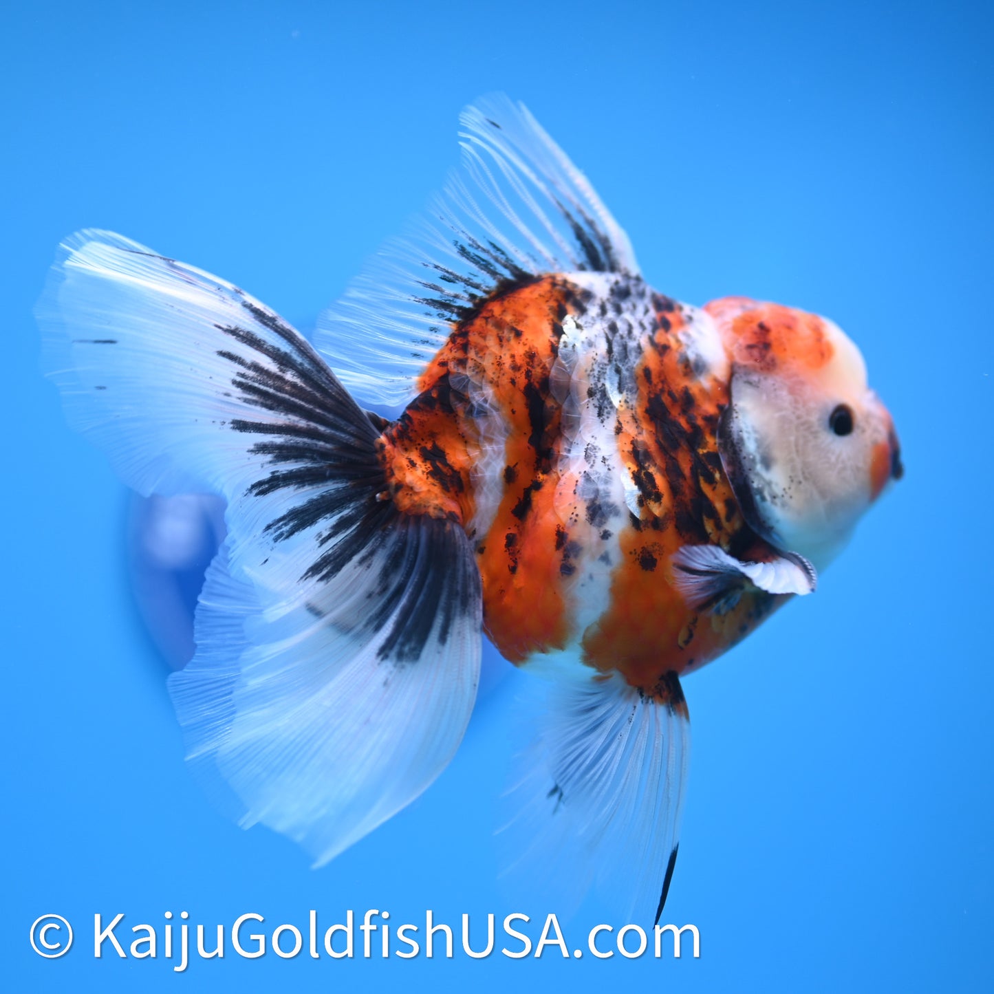 Tricolor Tiger Rose Tail Oranda 3.75in Body (240628_OR14) - Kaiju Goldfish USA