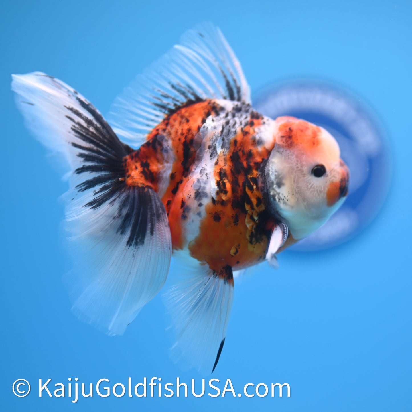 Tricolor Tiger Rose Tail Oranda 3.75in Body (240628_OR14) - Kaiju Goldfish USA