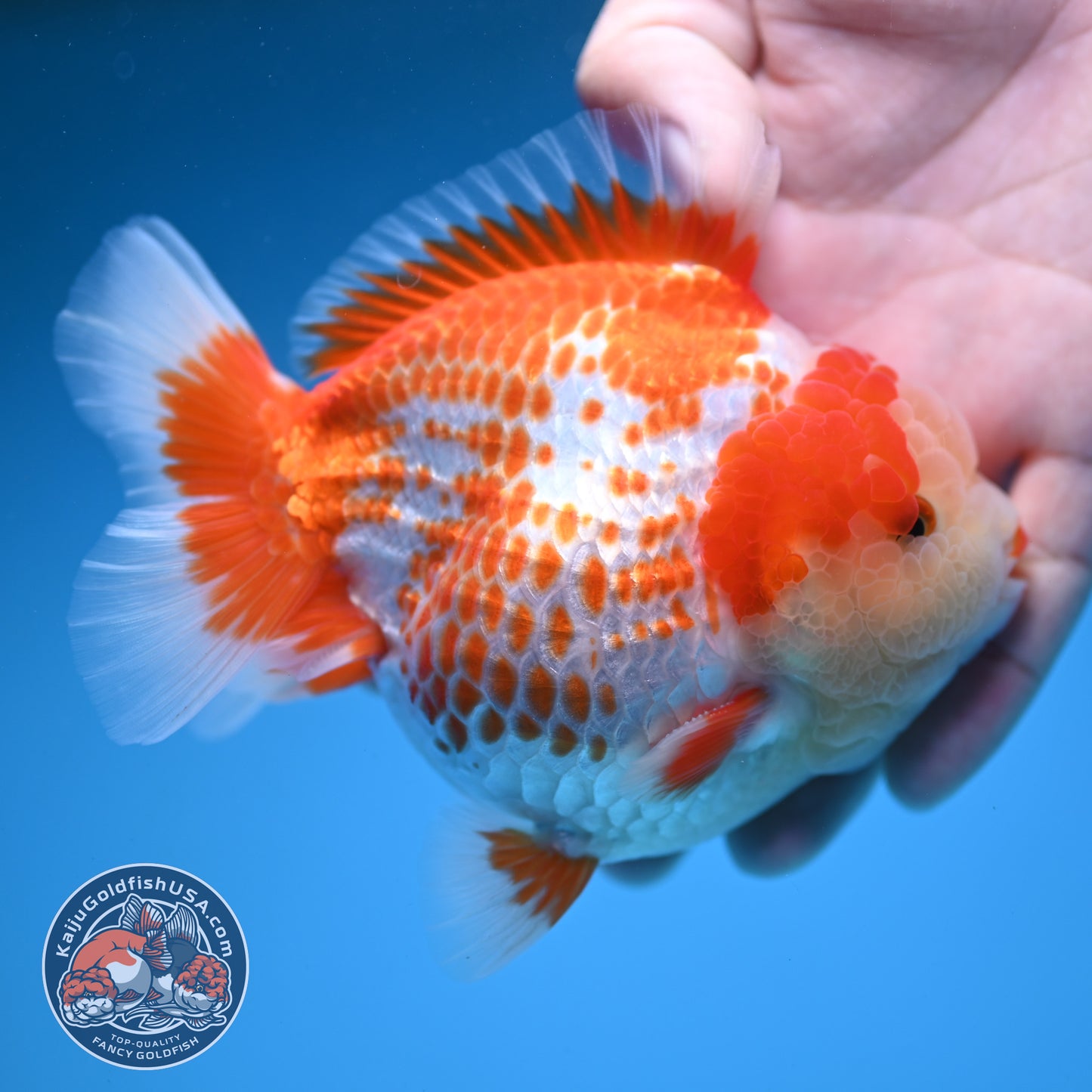 Deer Spot Red White Oranda 4 inches Body (250606_OR14)