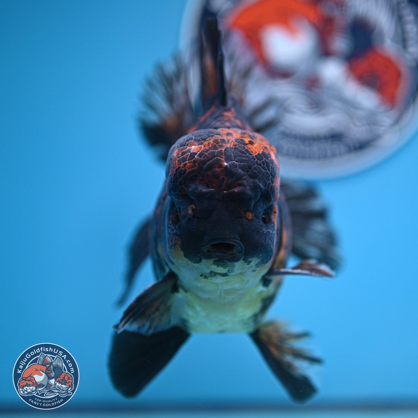 Super Jumbo Shogun Godzilla Tiger Broad Tail Oranda 7 inches - Male (241206_OR14) - Kaiju Goldfish USA