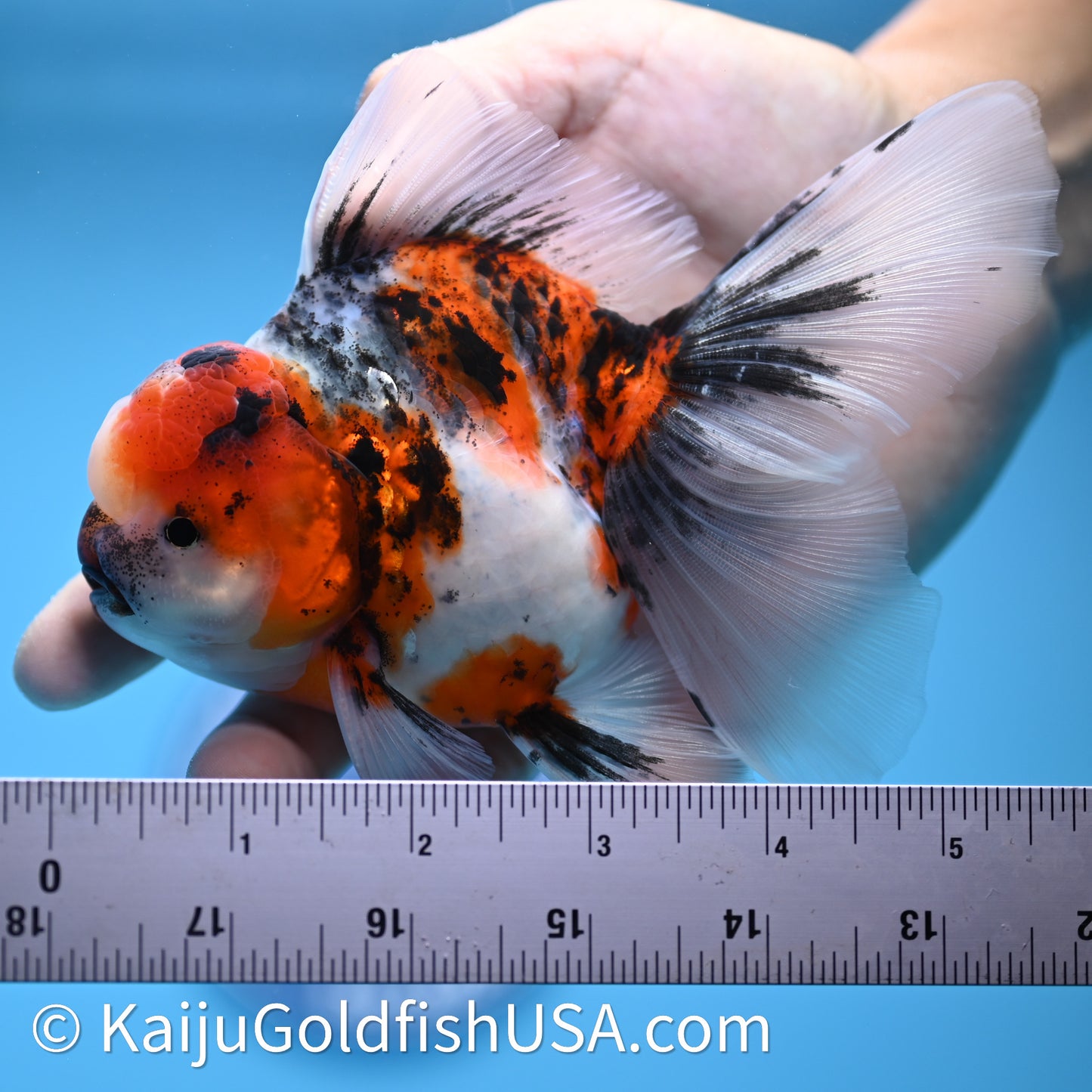 Tricolor Tiger Rose Tail Oranda 3.75in Body (240628_OR14) - Kaiju Goldfish USA