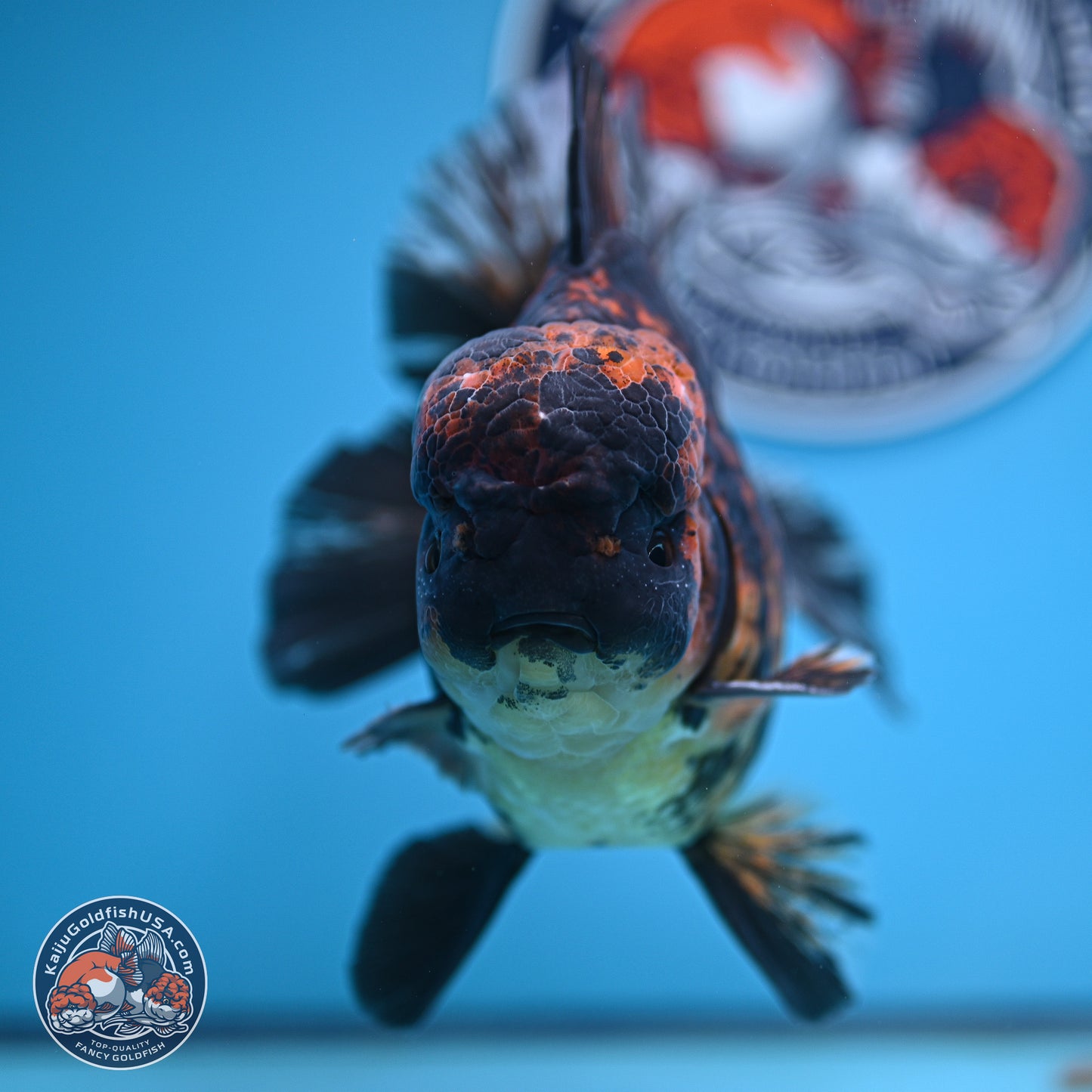 Super Jumbo Shogun Godzilla Tiger Broad Tail Oranda 7 inches - Male (241206_OR14) - Kaiju Goldfish USA