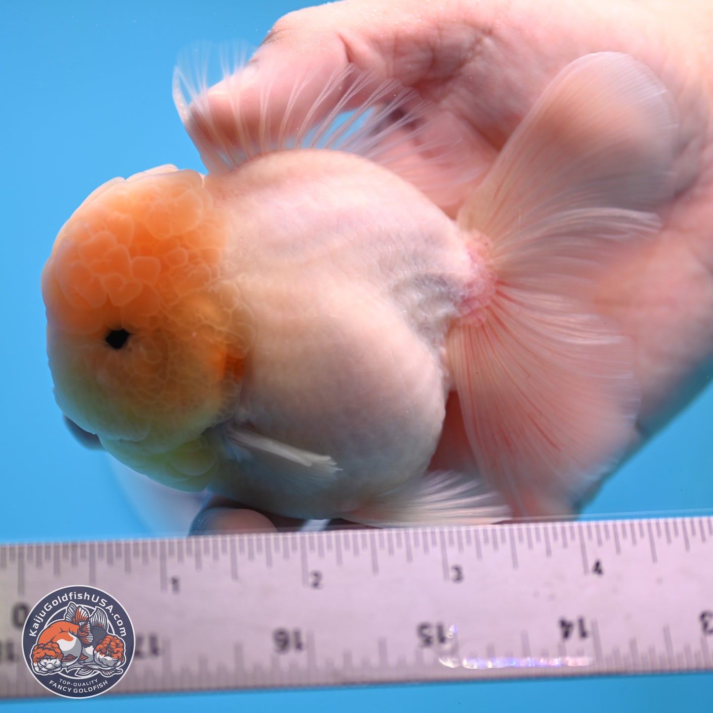 Sakura Rose Tail Oranda 3.25 inches Body - Male (250307_OR14)