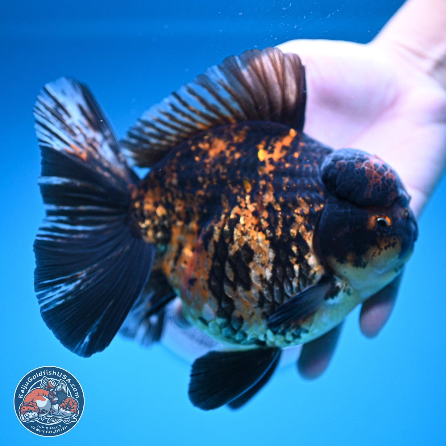 Super Jumbo Shogun Godzilla Tiger Broad Tail Oranda 7 inches - Male (241206_OR14) - Kaiju Goldfish USA